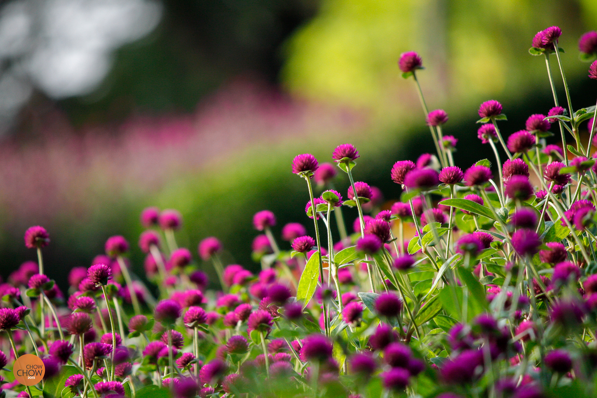 Canon EF-S 55-250mm F4-5.6 IS II sample photo. 20851528736.jpg photography