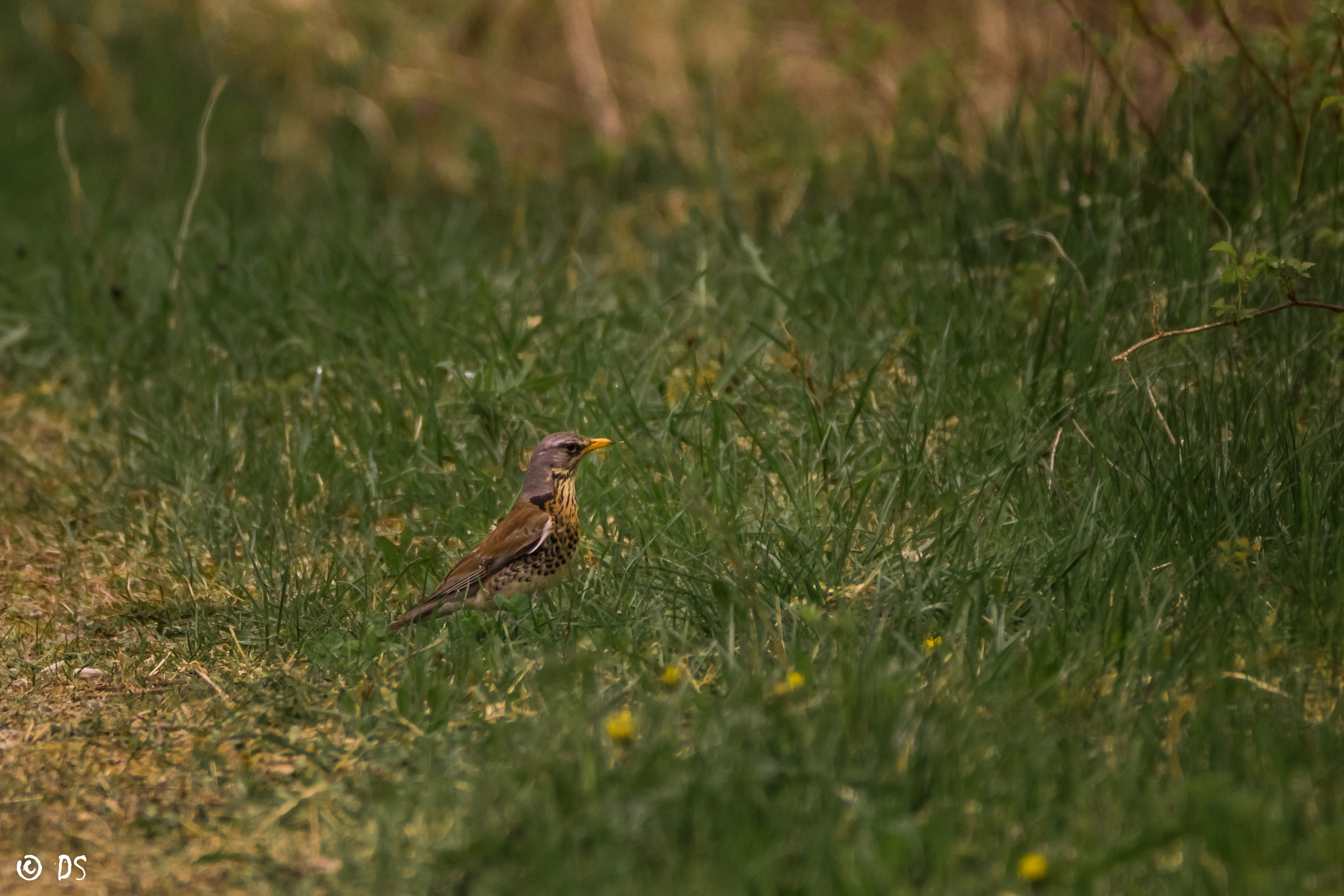 Tamron SP 150-600mm F5-6.3 Di VC USD sample photo. Wacholderdrossel photography