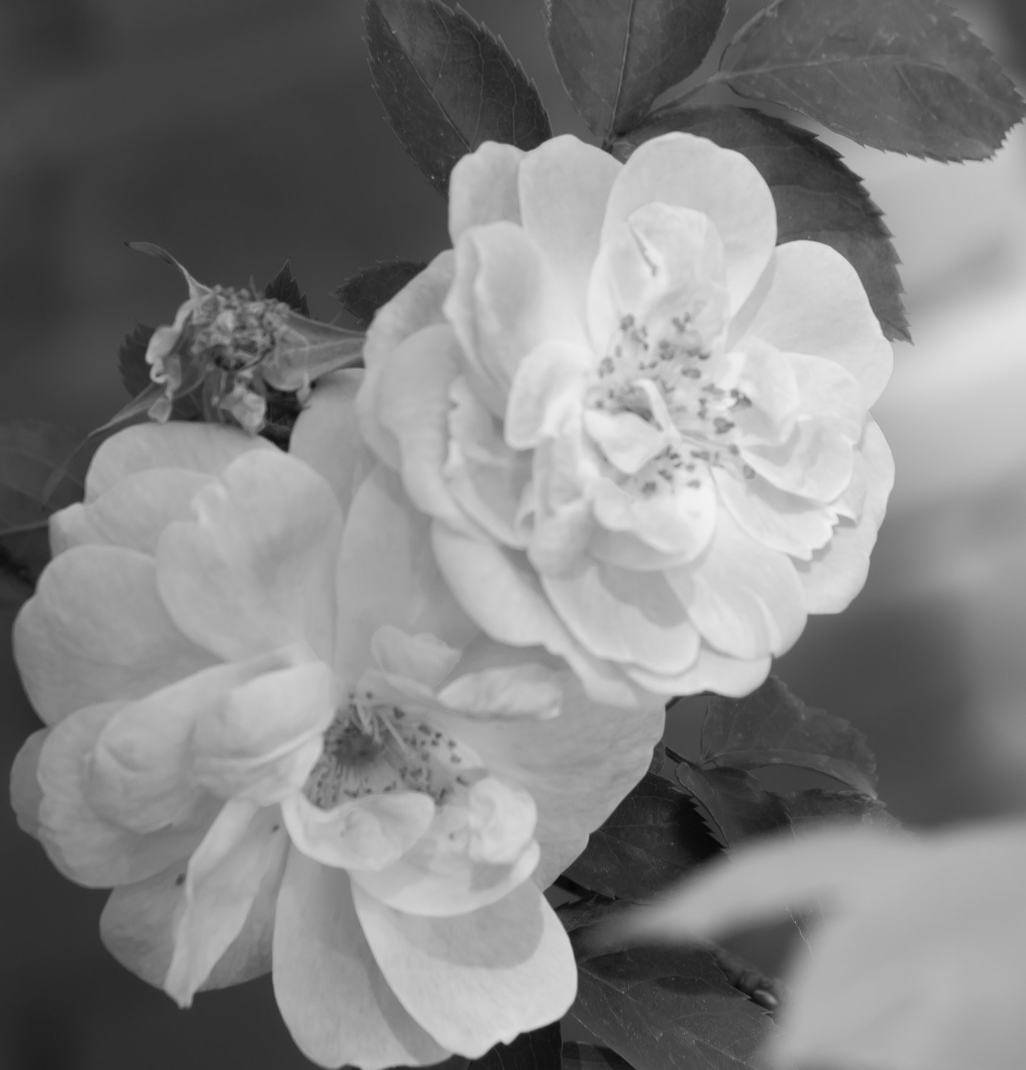 Nikon D80 sample photo. B & w roses photography