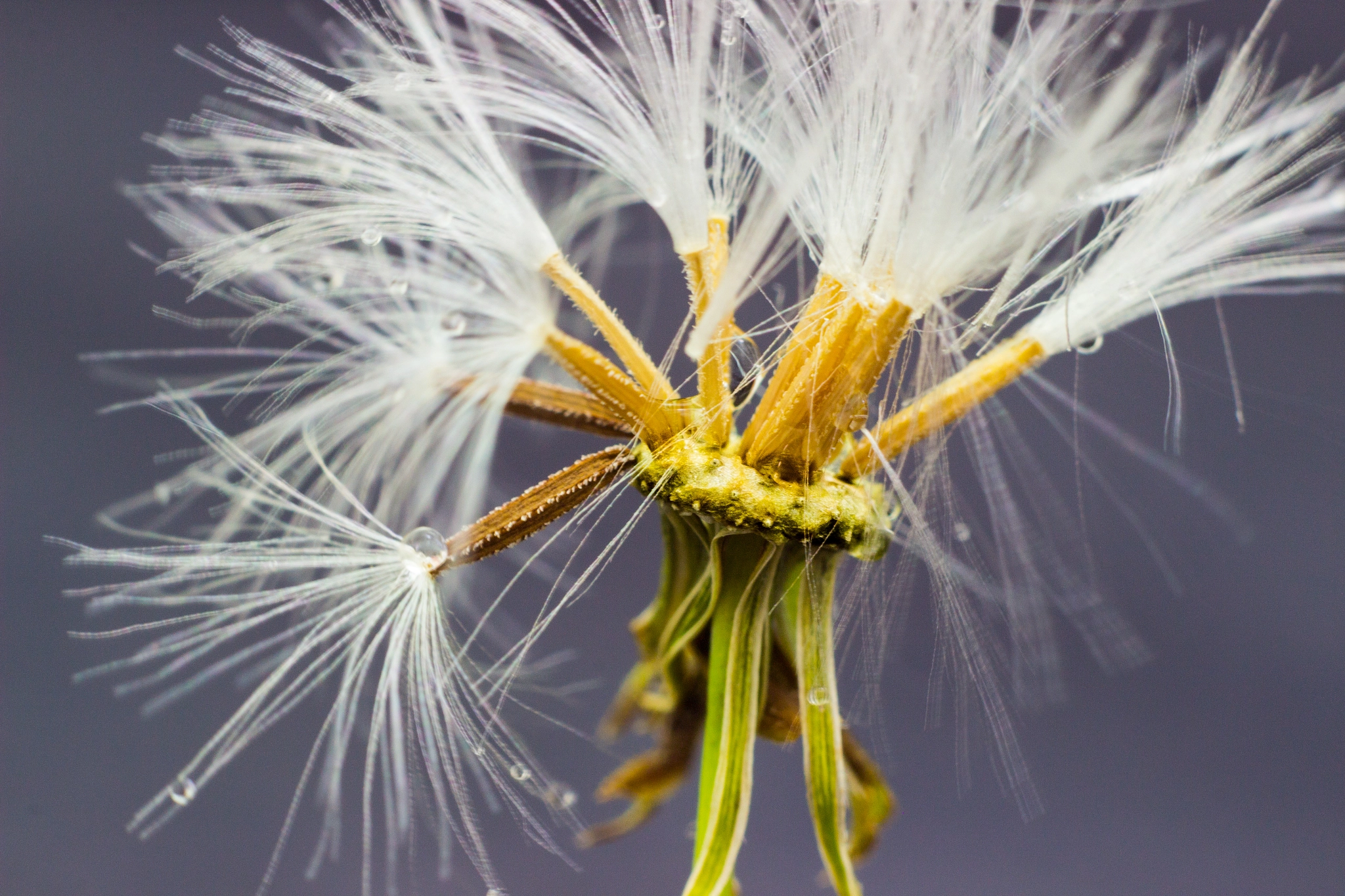 Canon EOS 600D (Rebel EOS T3i / EOS Kiss X5) + Canon EF 50mm F1.8 II sample photo. Dandelion photography