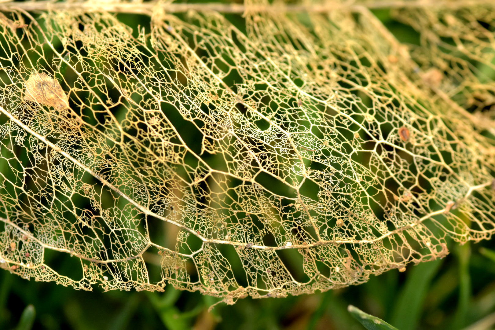 Nikon D7200 + Sigma 105mm F2.8 EX DG Macro sample photo. The leaf photography