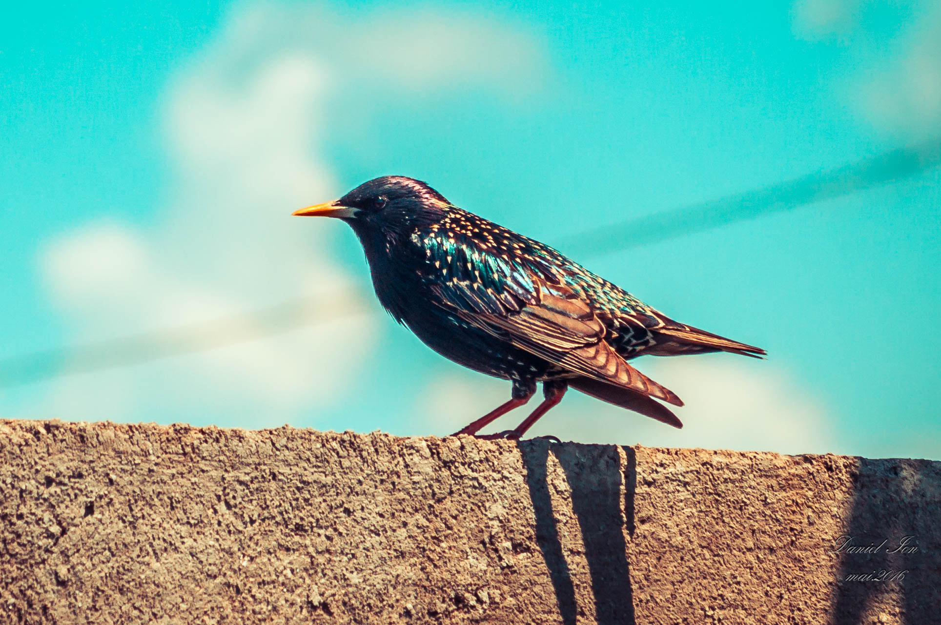 Pentax K-x sample photo. Sturnus vulgaris photography