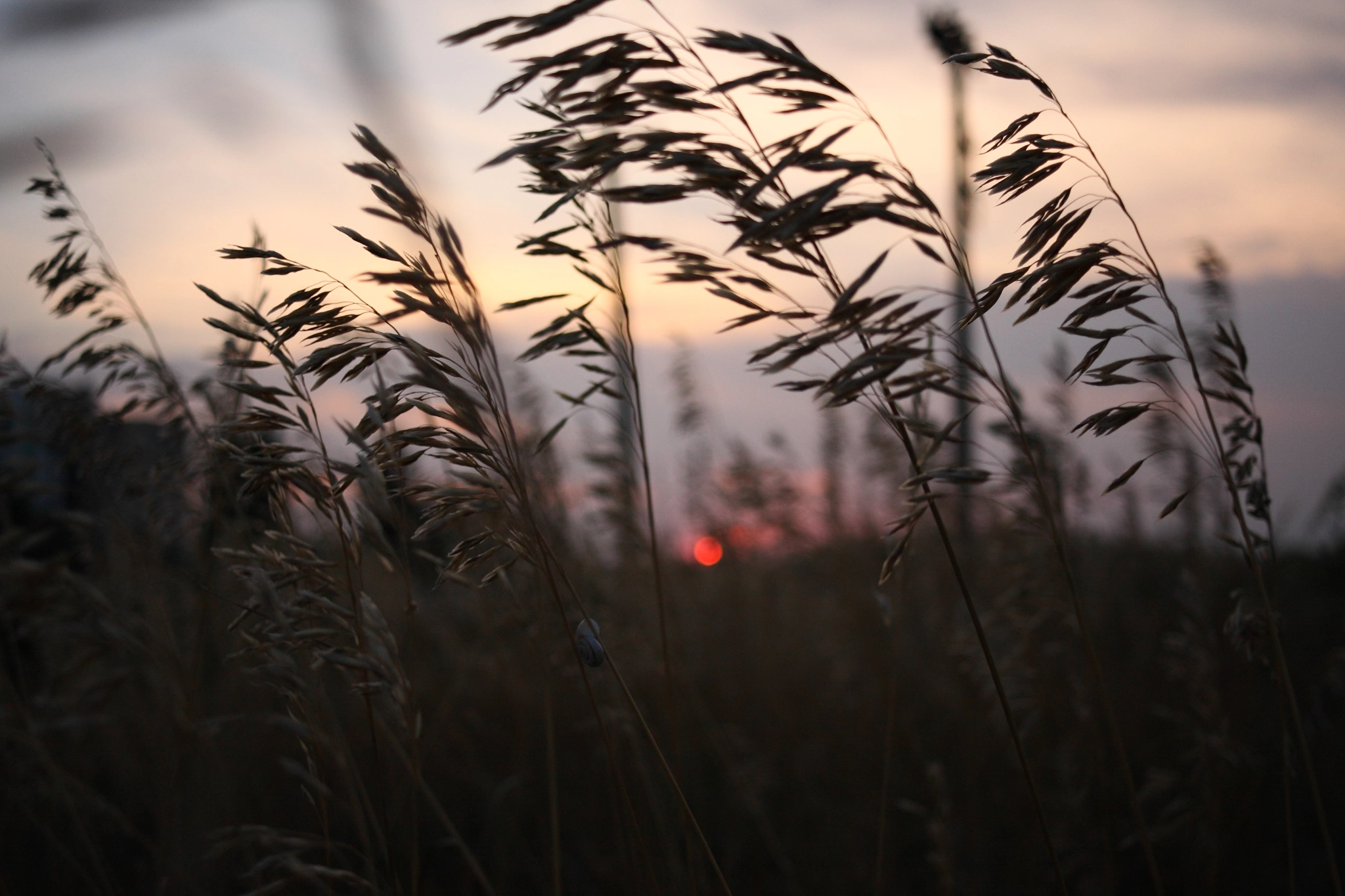 Canon EF-S 24mm F2.8 STM sample photo. Little snail photography
