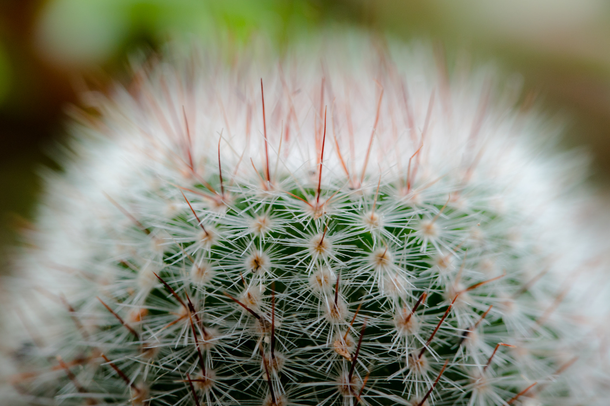 Sony a7S + Sony FE 24-240mm F3.5-6.3 OSS sample photo. 仙人球 photography