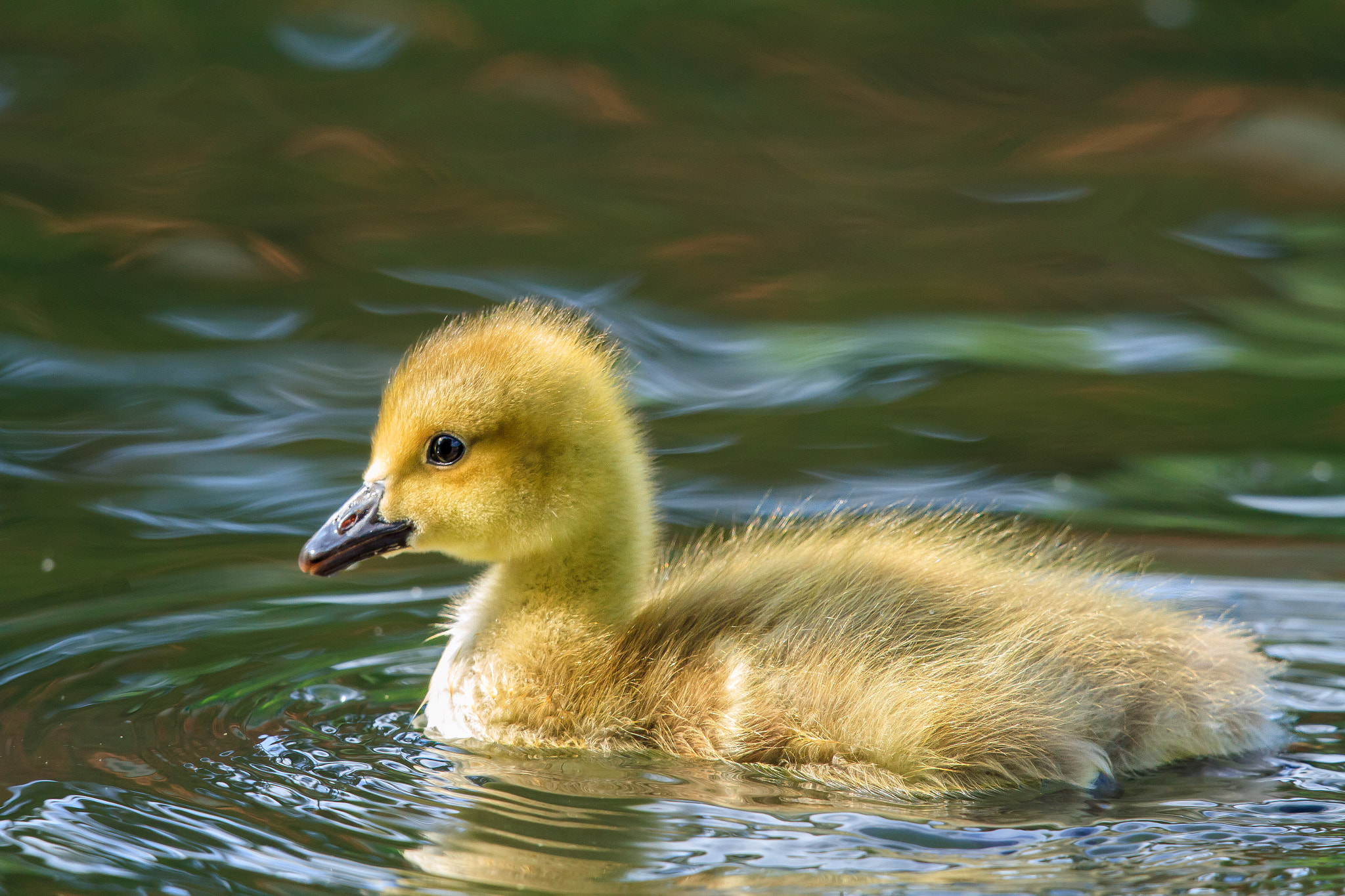 Canon EF 500mm F4L IS II USM sample photo. Canada goose gosling photography