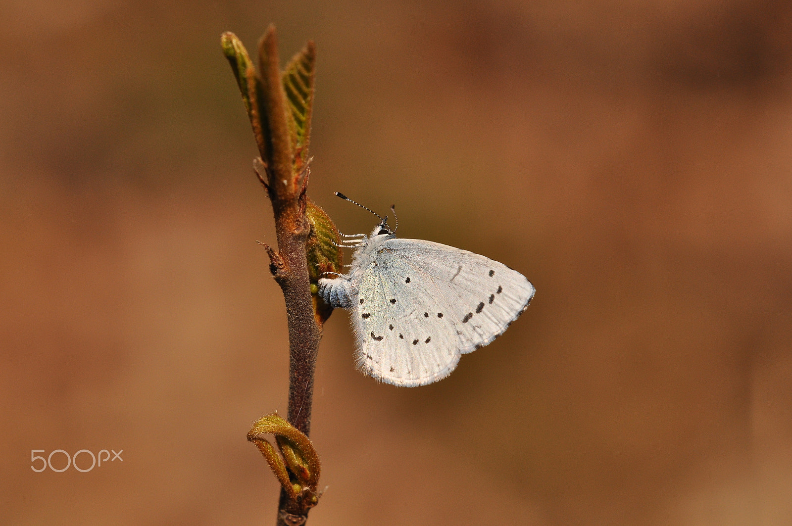 Sigma 150mm F2.8 EX DG Macro HSM sample photo. Celastrina argiolus photography