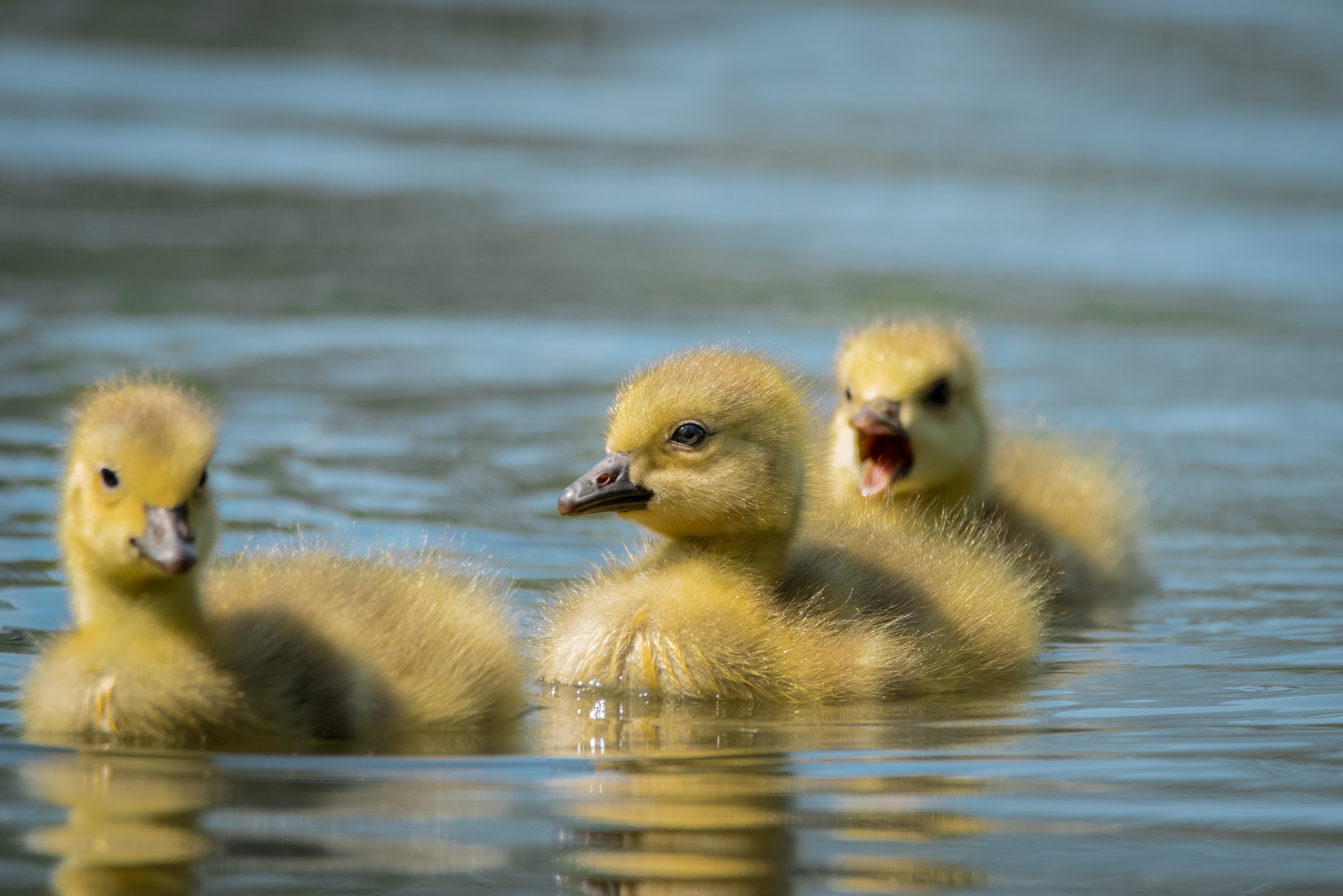 Sigma 150-600mm F5-6.3 DG OS HSM | C sample photo. Canada goose photography