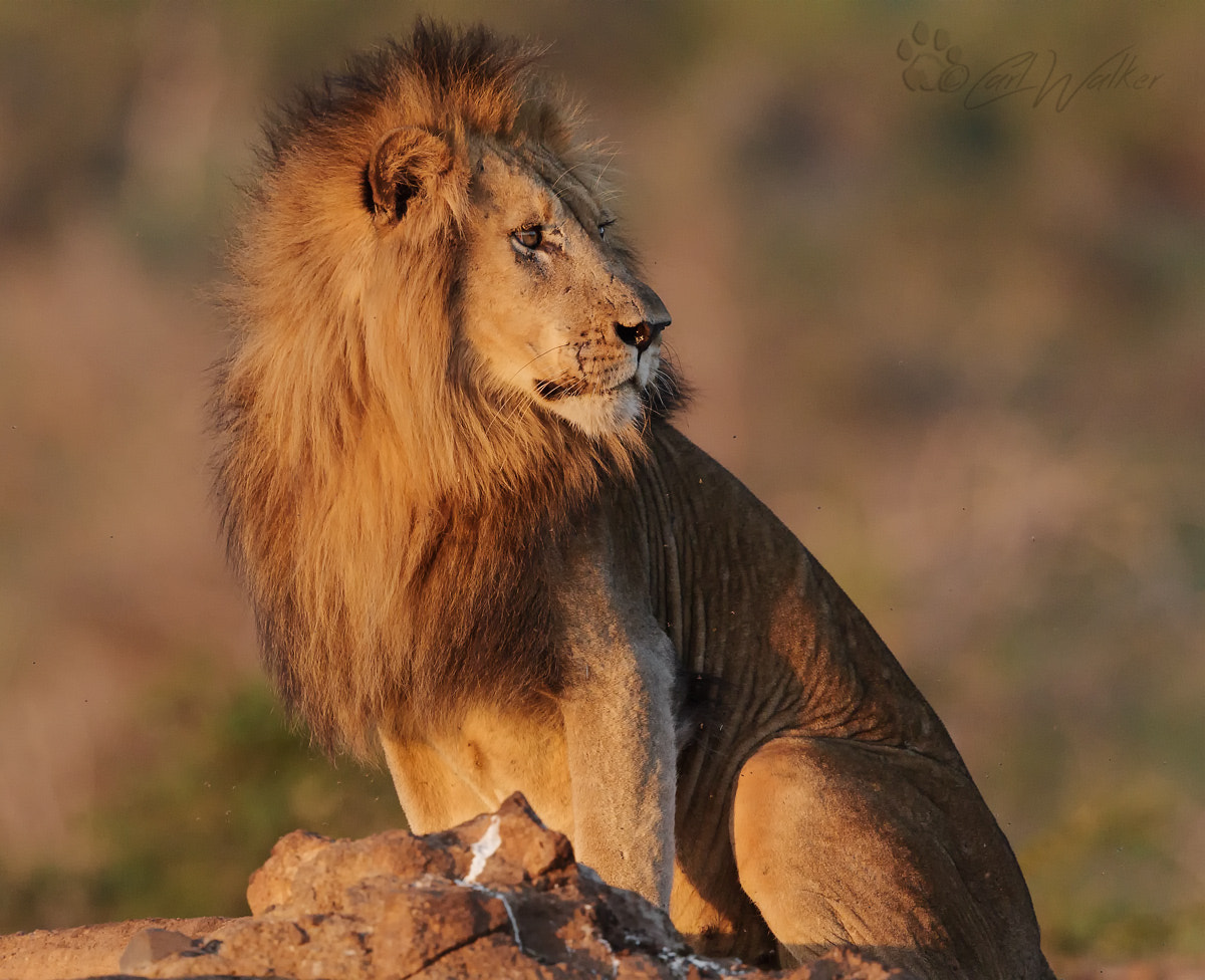 Canon EF 500mm F4L IS II USM sample photo. Pride male photography