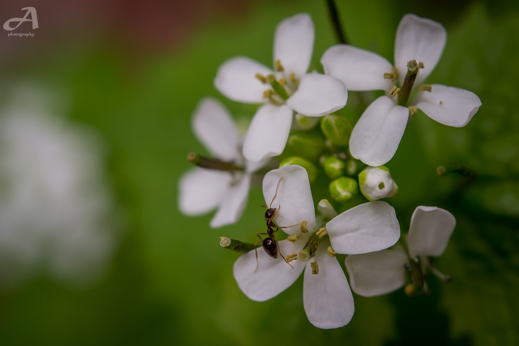 Nikon AF-S Micro-Nikkor 60mm F2.8G ED sample photo. Close. photography