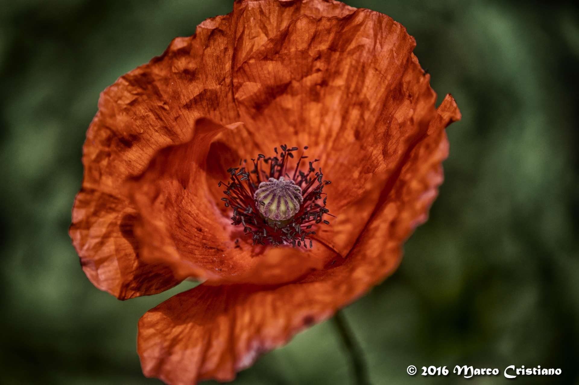 Nikon AF-S DX Micro-Nikkor 85mm F3.5G ED VR sample photo. Papavero photography