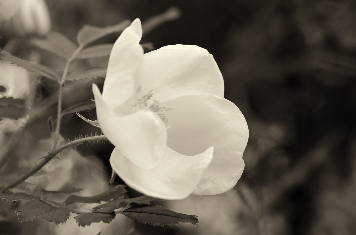 Nikon D7000 + Sigma 105mm F2.8 EX DG Macro sample photo. White dream photography