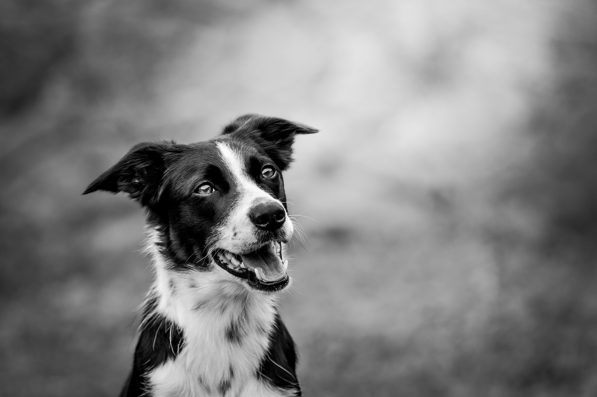 Canon EOS 30D + Canon EF 70-200mm F4L USM sample photo. Border collie photography