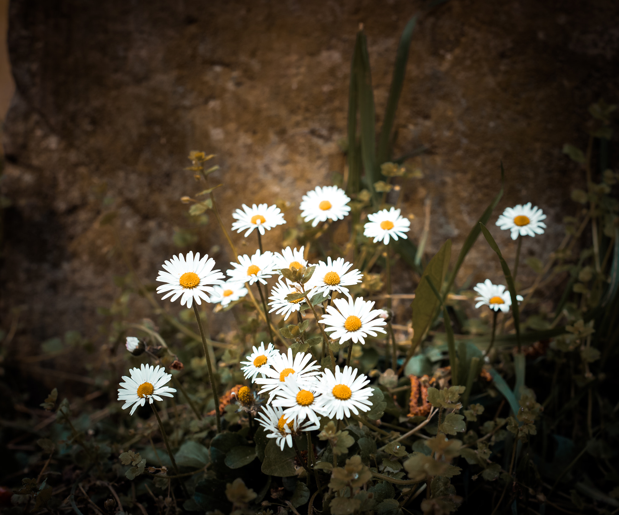 Sony a7 II + Minolta AF 50mm F1.7 New sample photo. Daisies photography