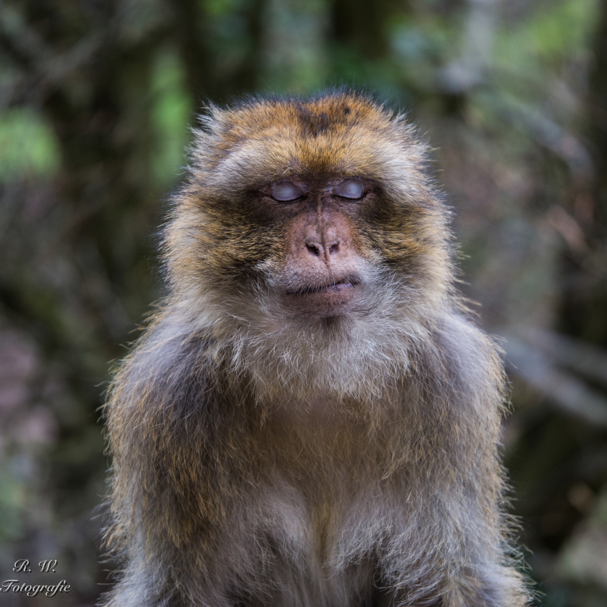Panasonic Lumix DMC-GH3 sample photo. Ooohhmmm photography