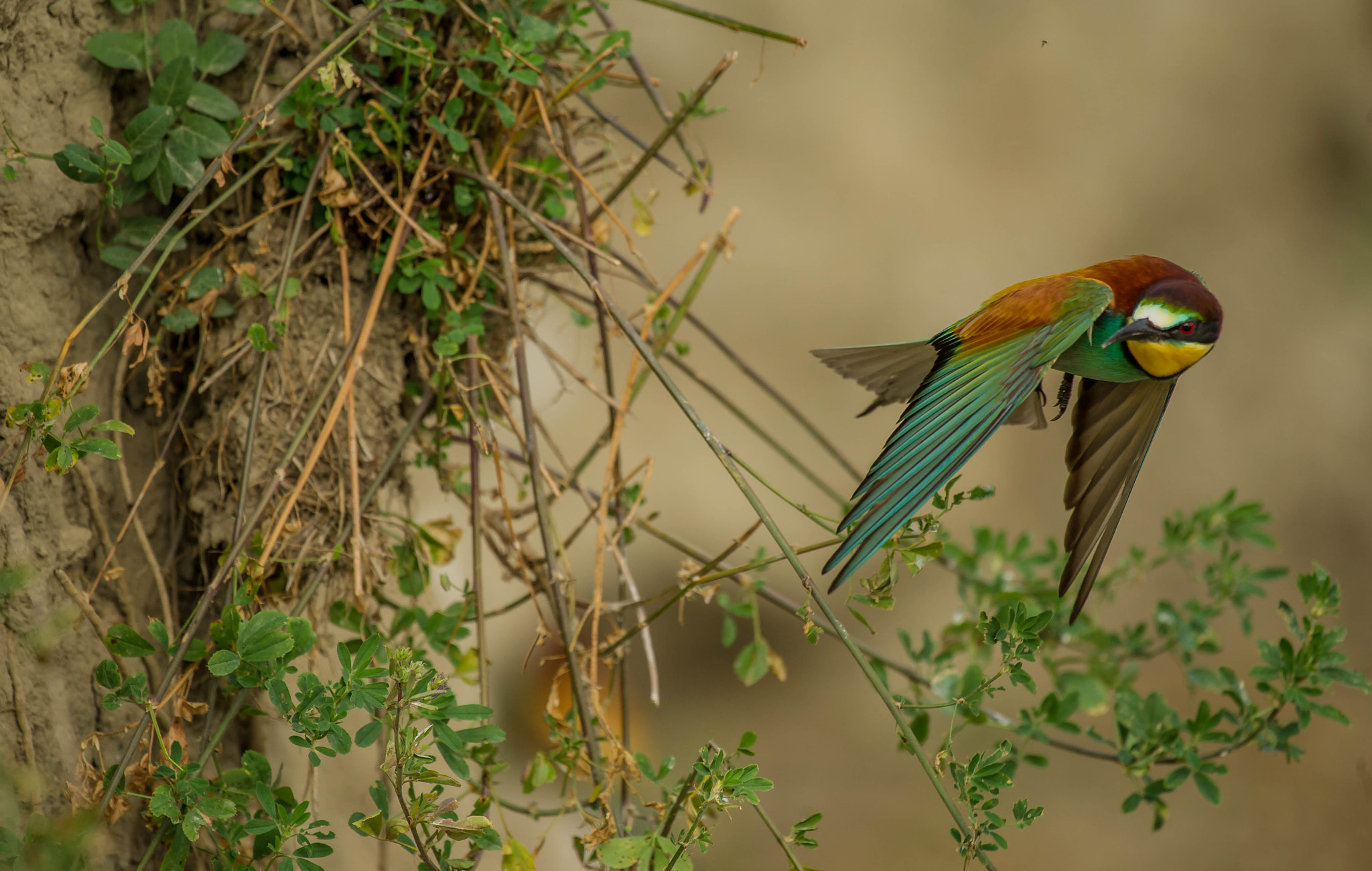 Nikon D3S sample photo. 26507263654.jpg photography
