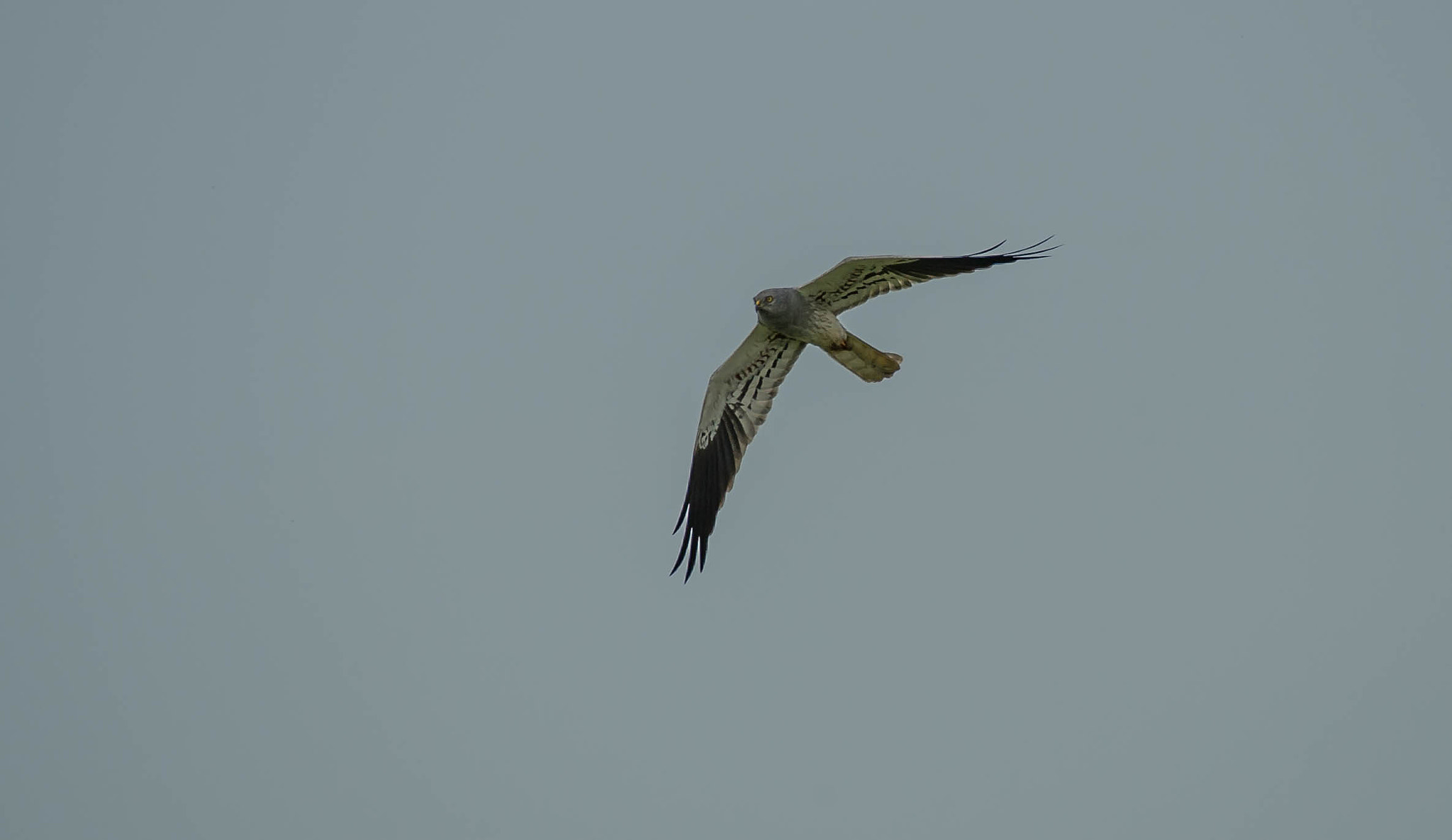 Nikon D3S sample photo. 27079562806.jpg photography