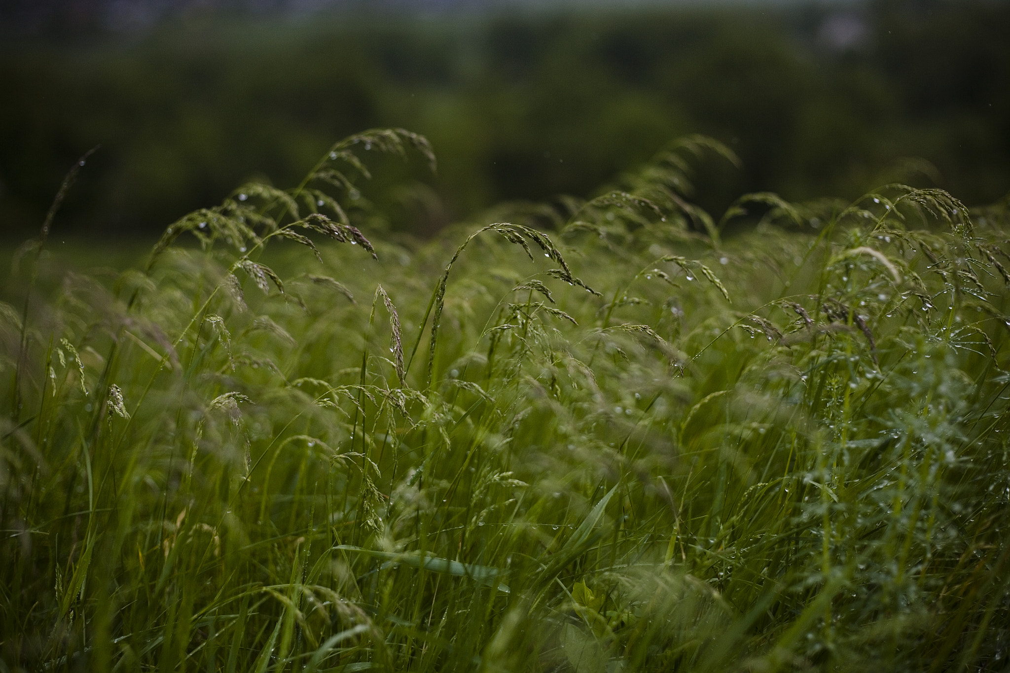 Canon EOS 5D + Canon EF 50mm f/1.8 sample photo
