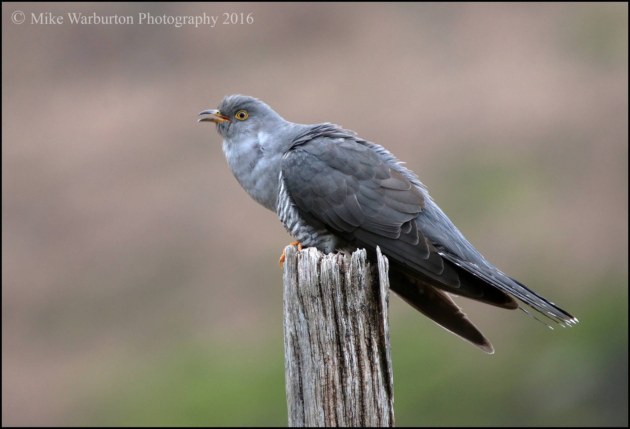 Sigma 50-500mm f/4-6.3 APO HSM EX sample photo. Cuckoo photography