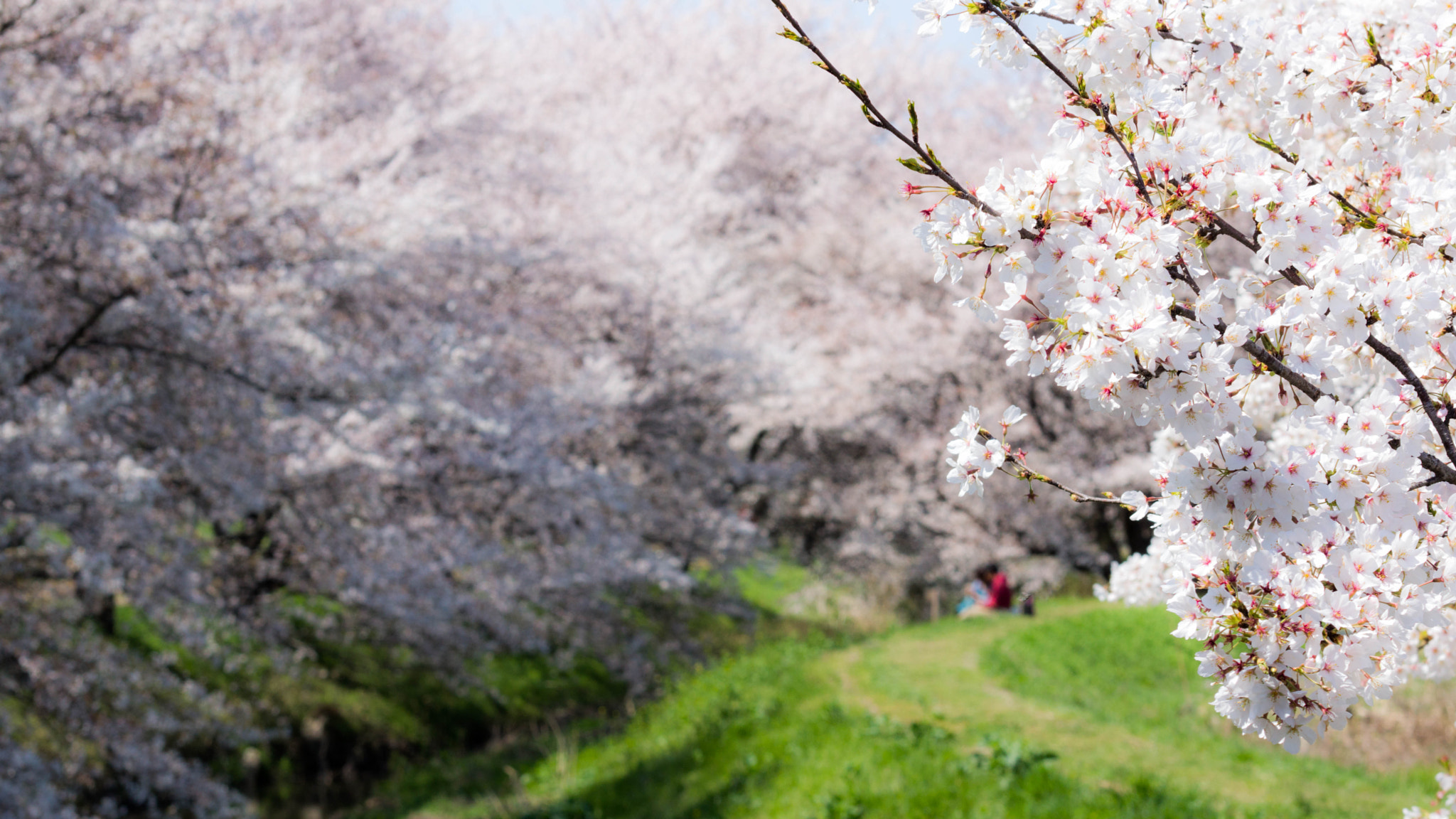 Sony SLT-A77 + Sony 85mm F2.8 SAM sample photo. Springpink photography