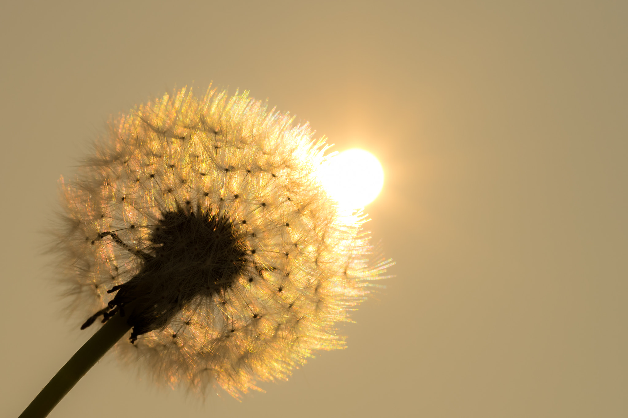 Nikon D5300 + Sigma 35mm F1.4 DG HSM Art sample photo. Dandelion photography