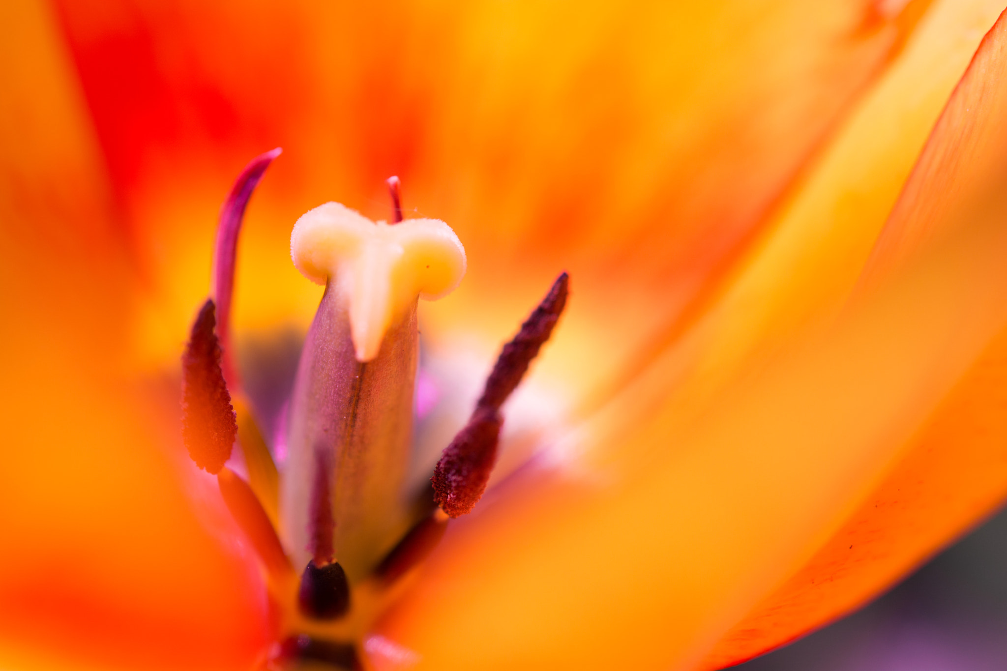 Nikon AF-S Micro-Nikkor 60mm F2.8G ED sample photo. :) photography