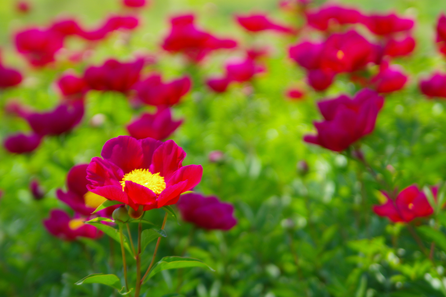 Pentax K-5 sample photo. Dancing with the wind photography