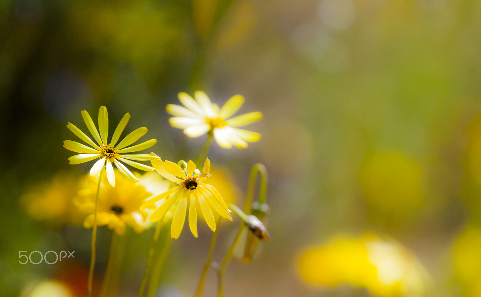 Canon EF 400mm F2.8L IS USM sample photo. 220.jpg photography