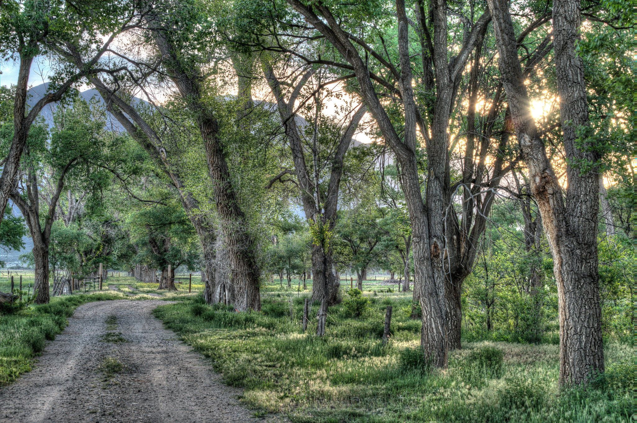 70-200mm F4 sample photo. Road, trees and sunrise sunburst photography