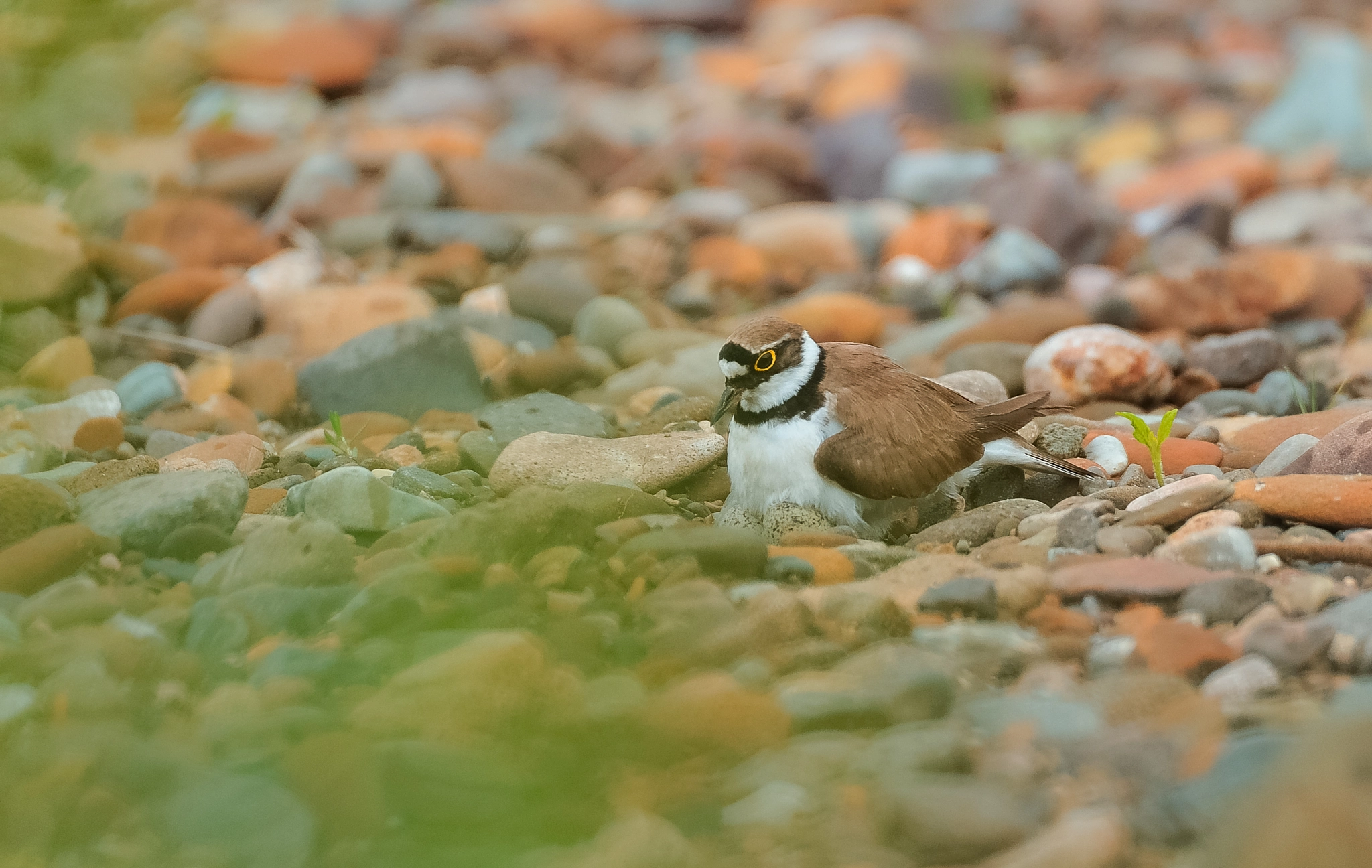 Nikon D3 + Tamron SP 150-600mm F5-6.3 Di VC USD sample photo. Little ringed plover (charadrius dubius) nesting photography