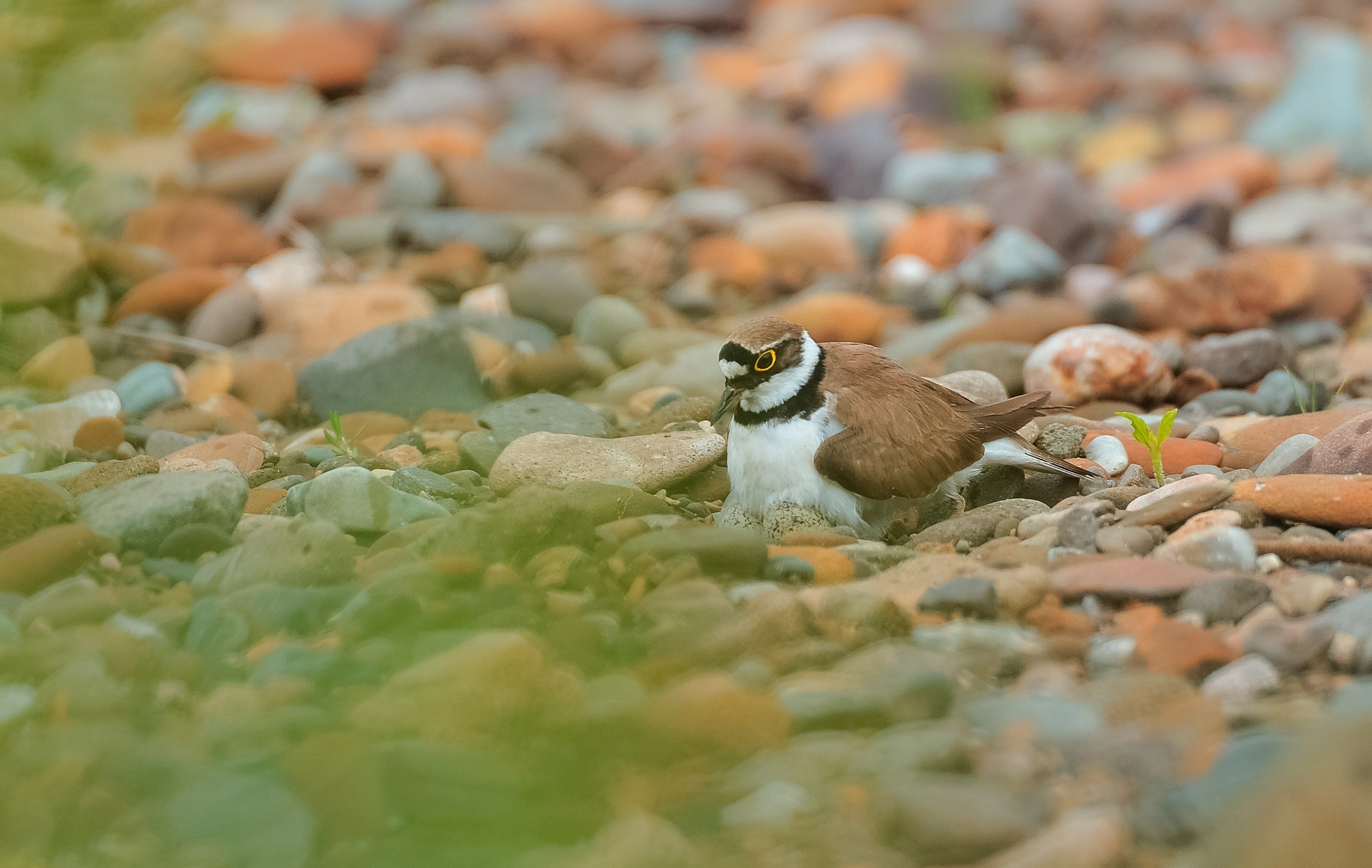 Nikon D3 sample photo. Little ringed plover (charadrius dubius) nesting photography