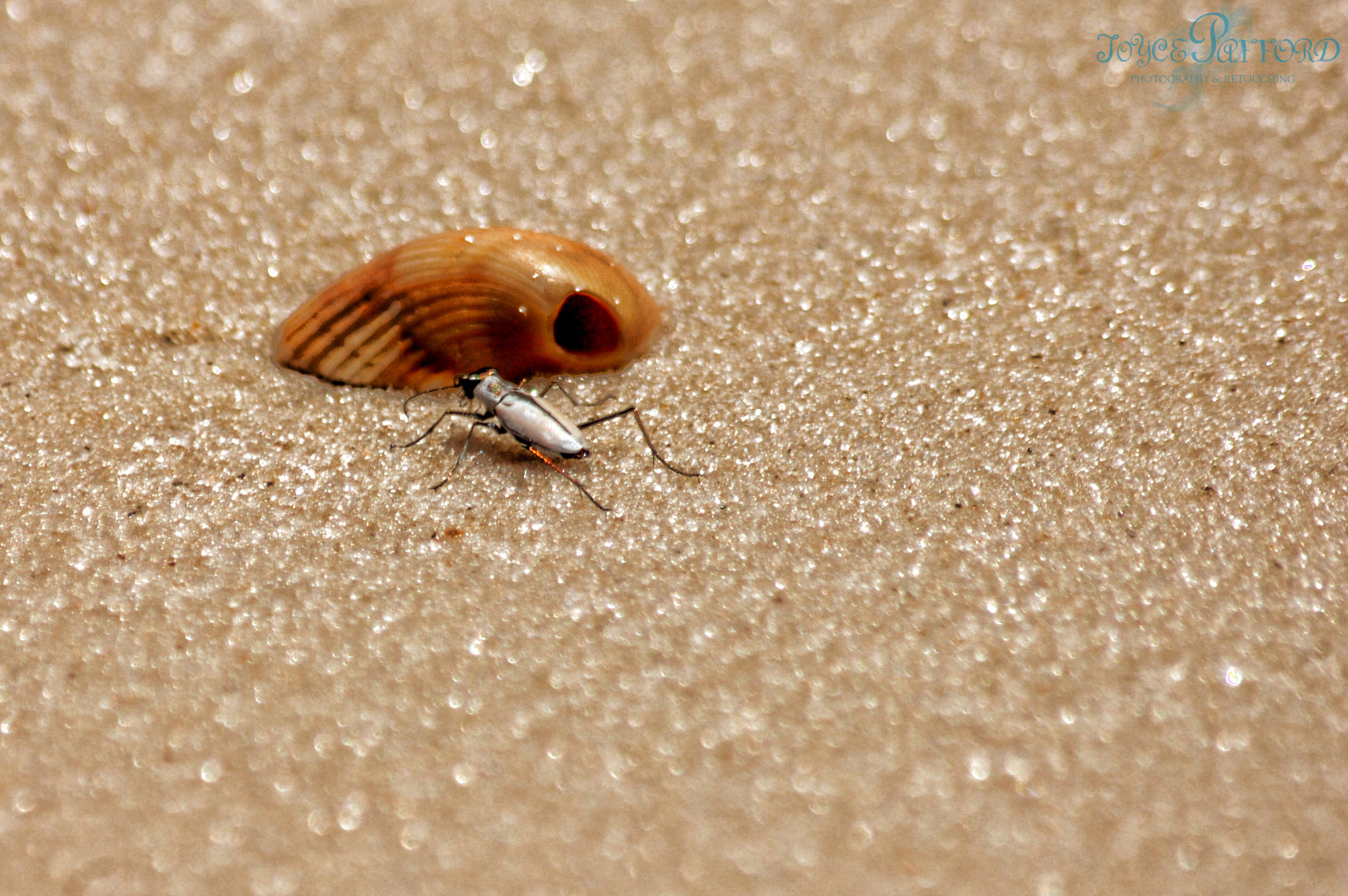 Nikon D50 sample photo. Bug home photography