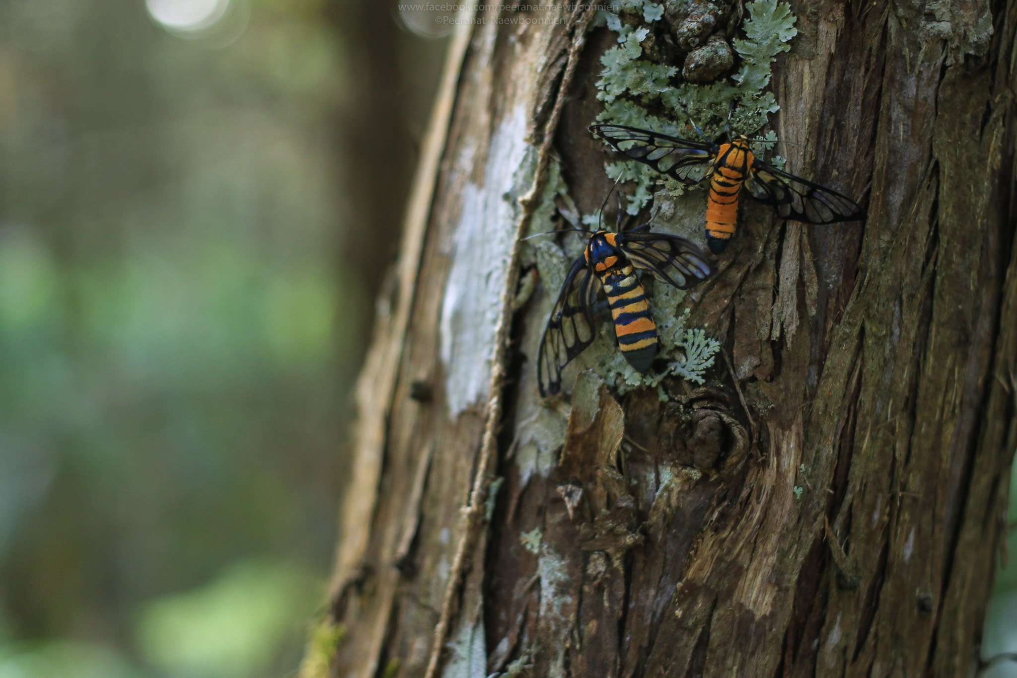 Canon EF 40mm F2.8 STM sample photo. Mating photography