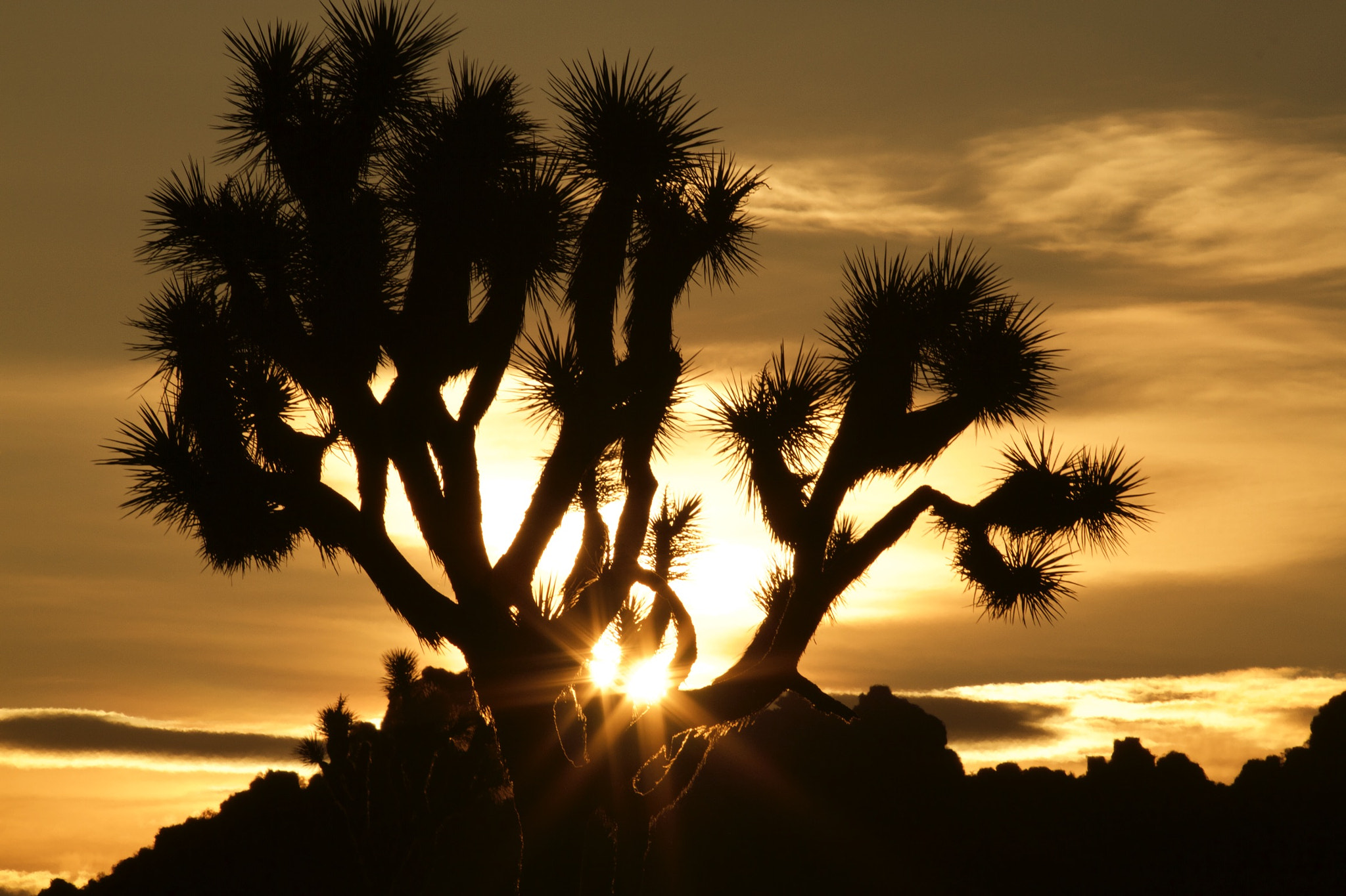 Canon EOS 7D + Canon EF 300mm f/2.8L sample photo. Joshua tree national park sunrise photography
