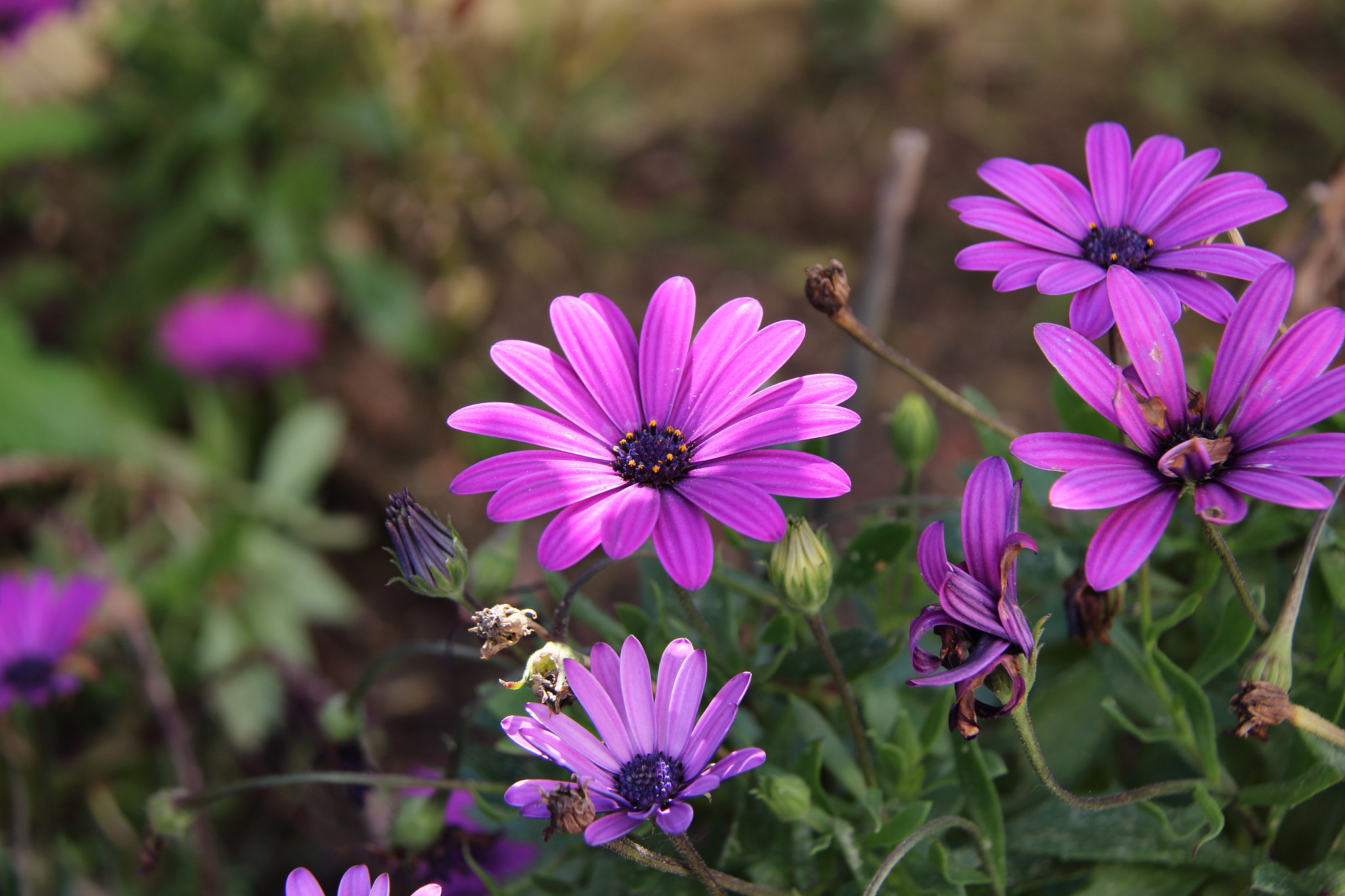 Canon EF-S 18-200mm F3.5-5.6 IS sample photo. Copia copia photography
