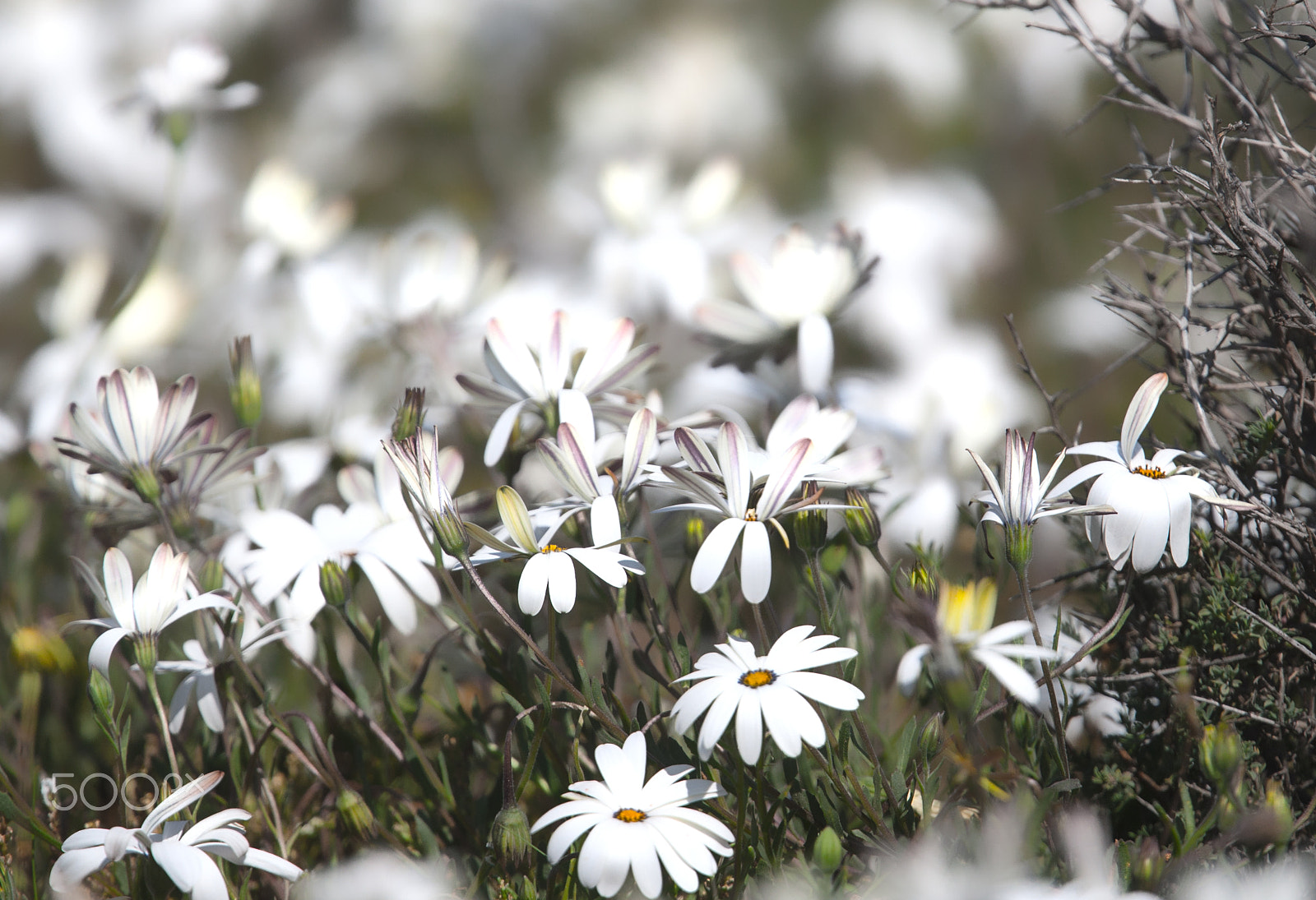 Canon EF 400mm F2.8L IS USM sample photo. White dasies photography