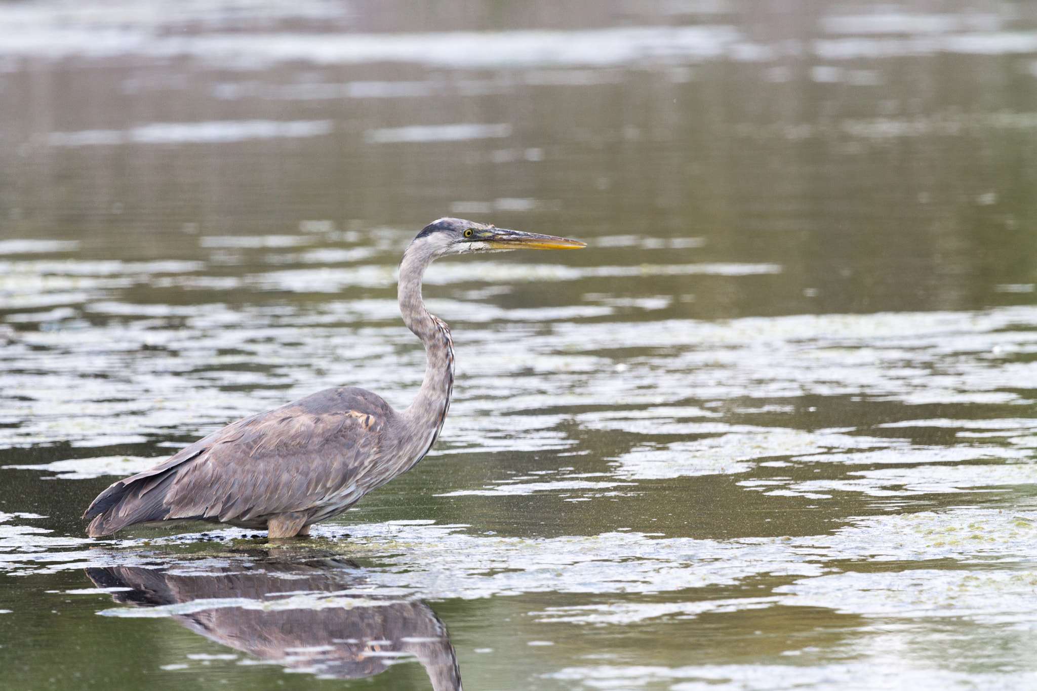 Canon EF 100-400mm F4.5-5.6L IS USM sample photo. Great blue heron photography