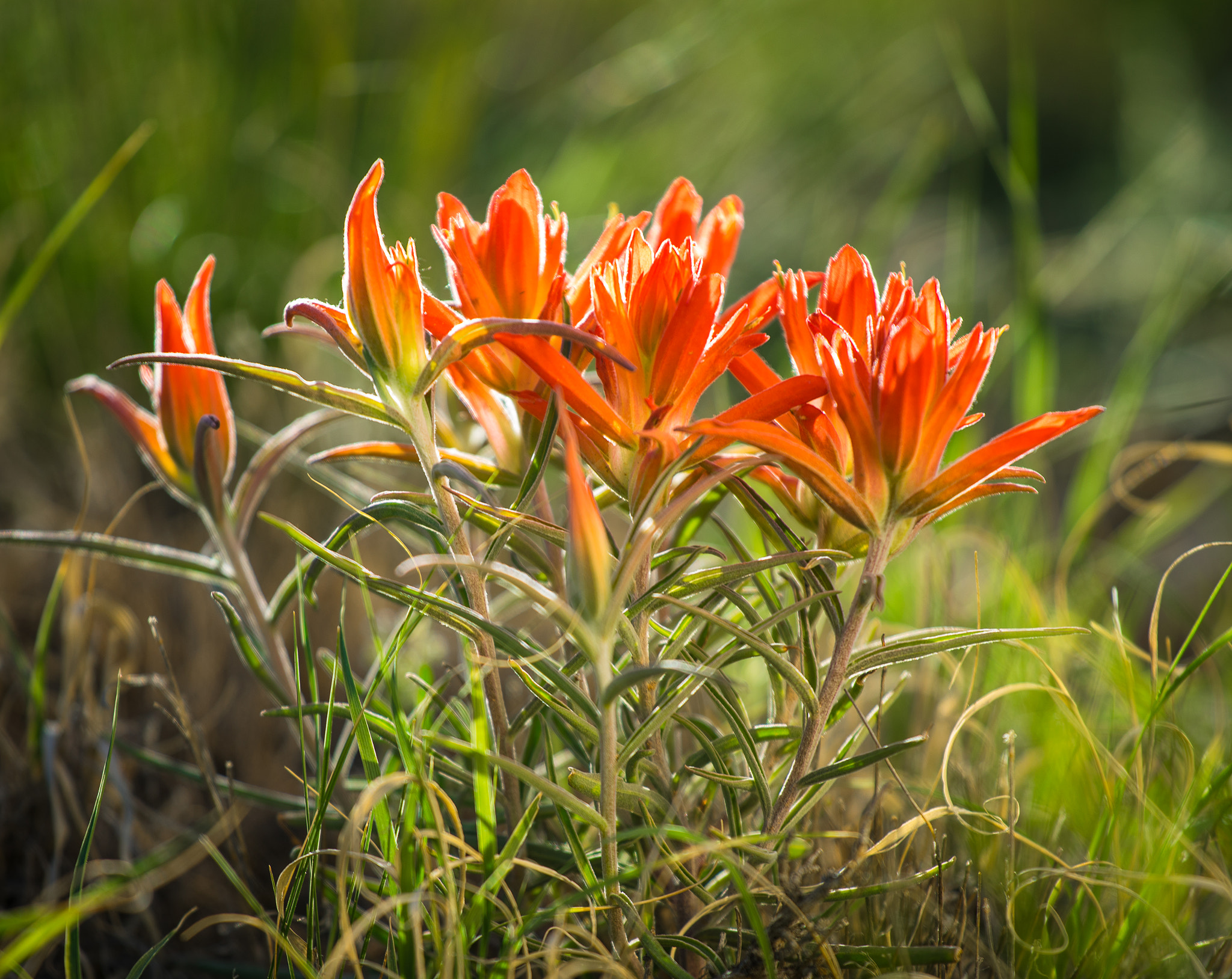 Sony a7R + Canon EF 70-200mm F4L USM sample photo. Morning blooms photography