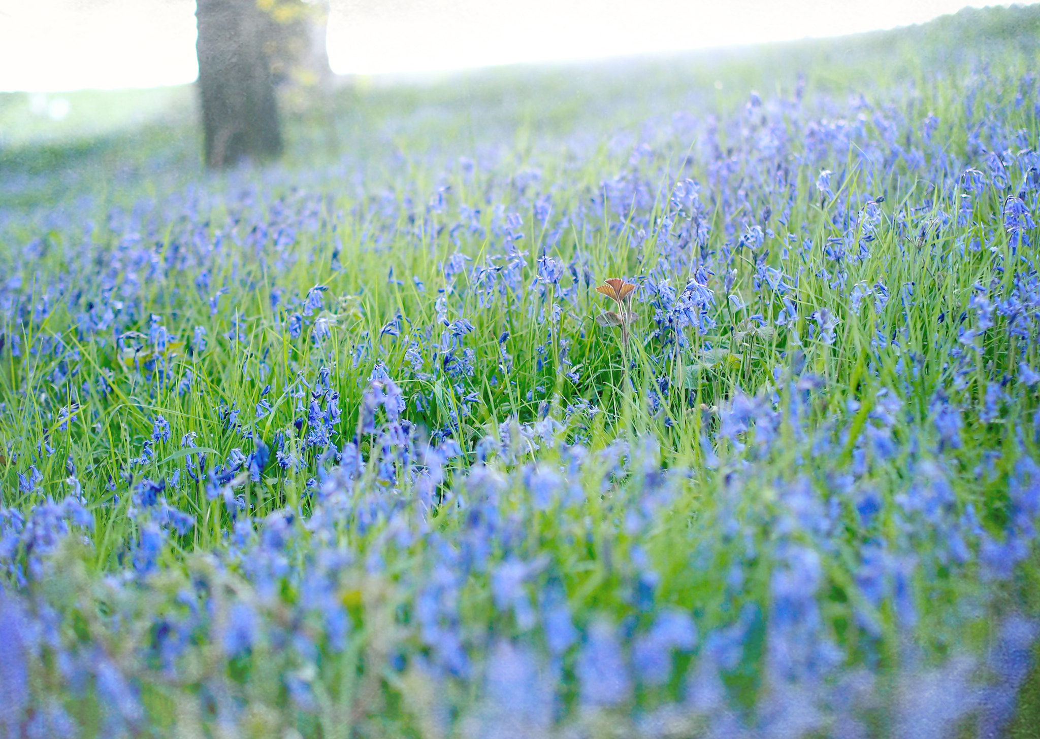 Olympus PEN E-P3 + Olympus M.Zuiko Digital 45mm F1.8 sample photo. Bluebells photography