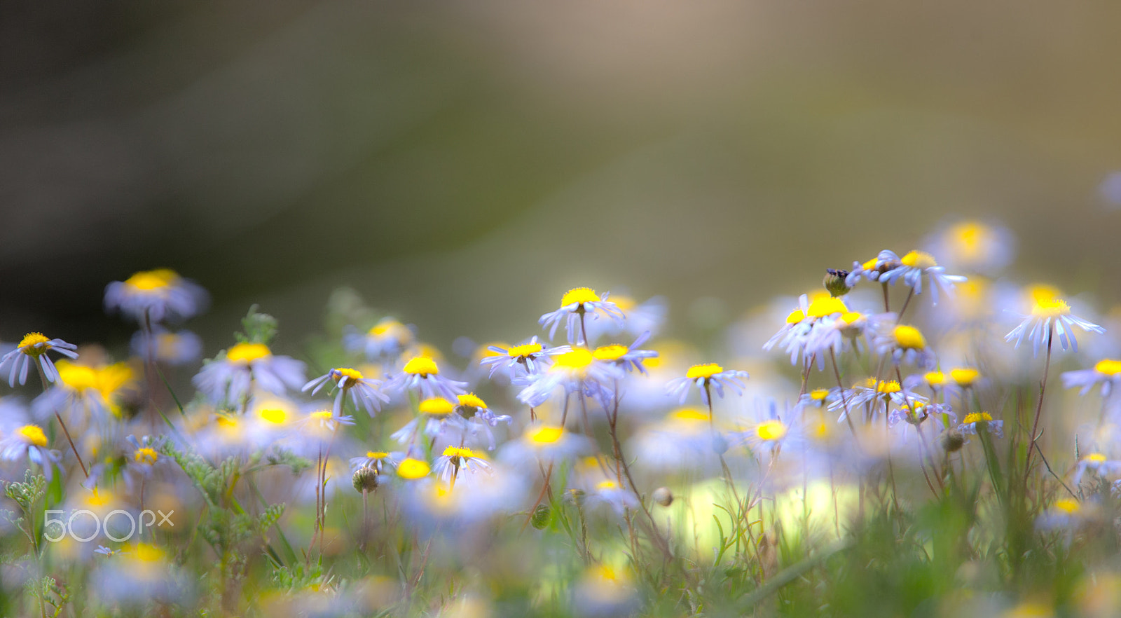 Canon EF 400mm F2.8L IS USM sample photo. Blue felicia photography