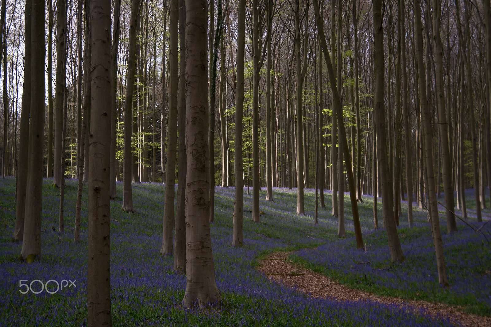 Samsung NX 18-200mm F3.5-6.3 ED OIS sample photo. The path photography