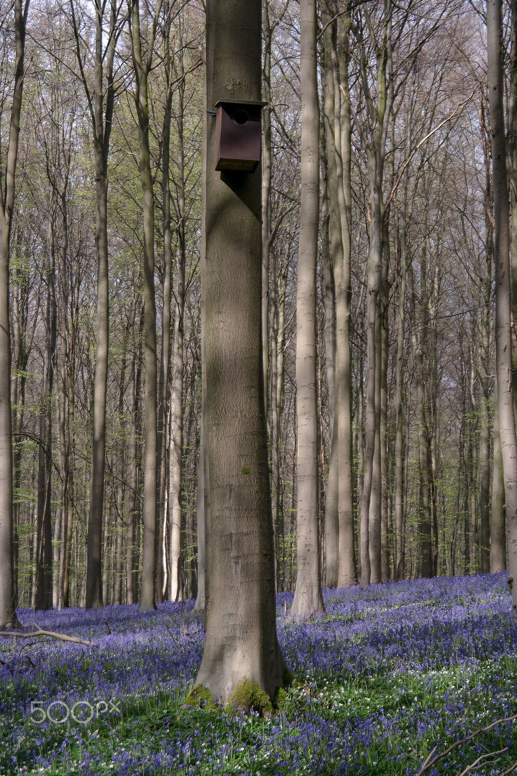 Samsung NX 18-200mm F3.5-6.3 ED OIS sample photo. House in the forest photography