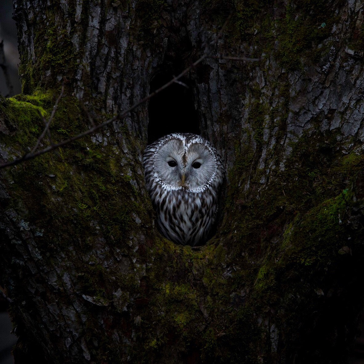 Tamron SP 150-600mm F5-6.3 Di VC USD sample photo. Jewel of forest photography