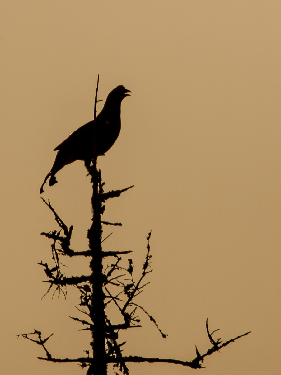 Canon EOS-1D Mark II + Canon EF 400mm F5.6L USM sample photo. Silhouette photography