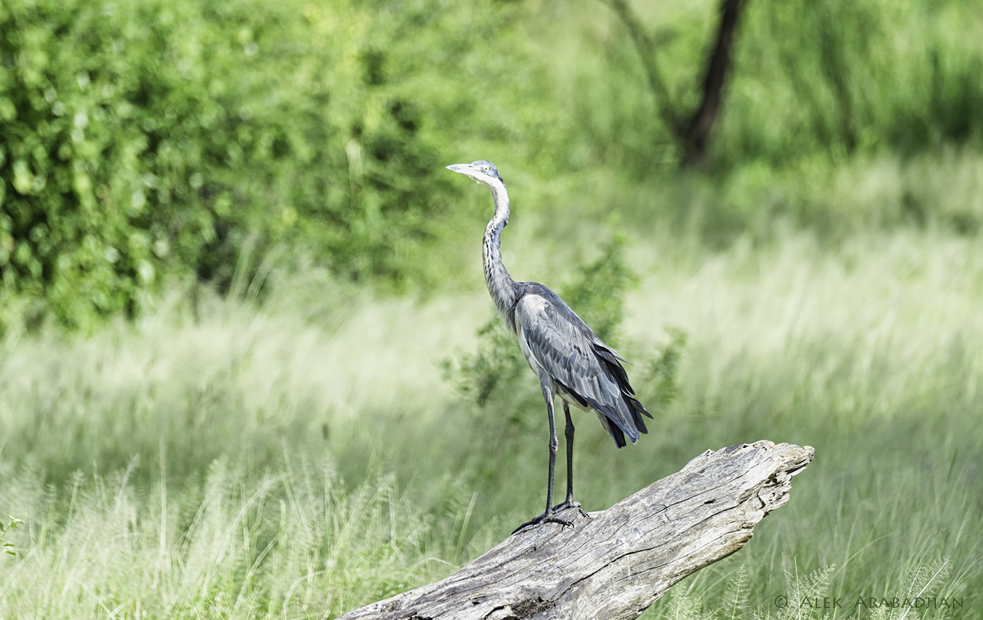 Nikon D4S sample photo. The grey watcher photography