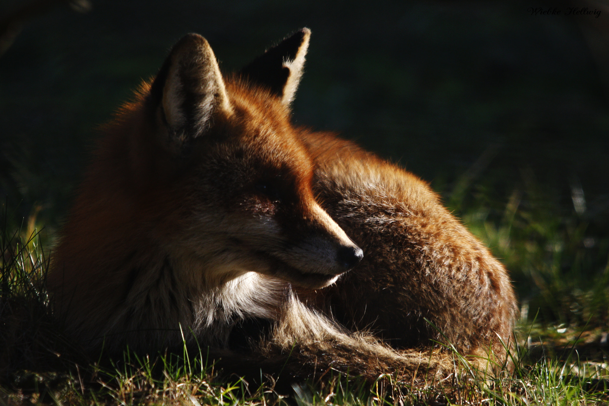 Canon EOS 700D (EOS Rebel T5i / EOS Kiss X7i) + Sigma 150-500mm F5-6.3 DG OS HSM sample photo. Chilling fox photography