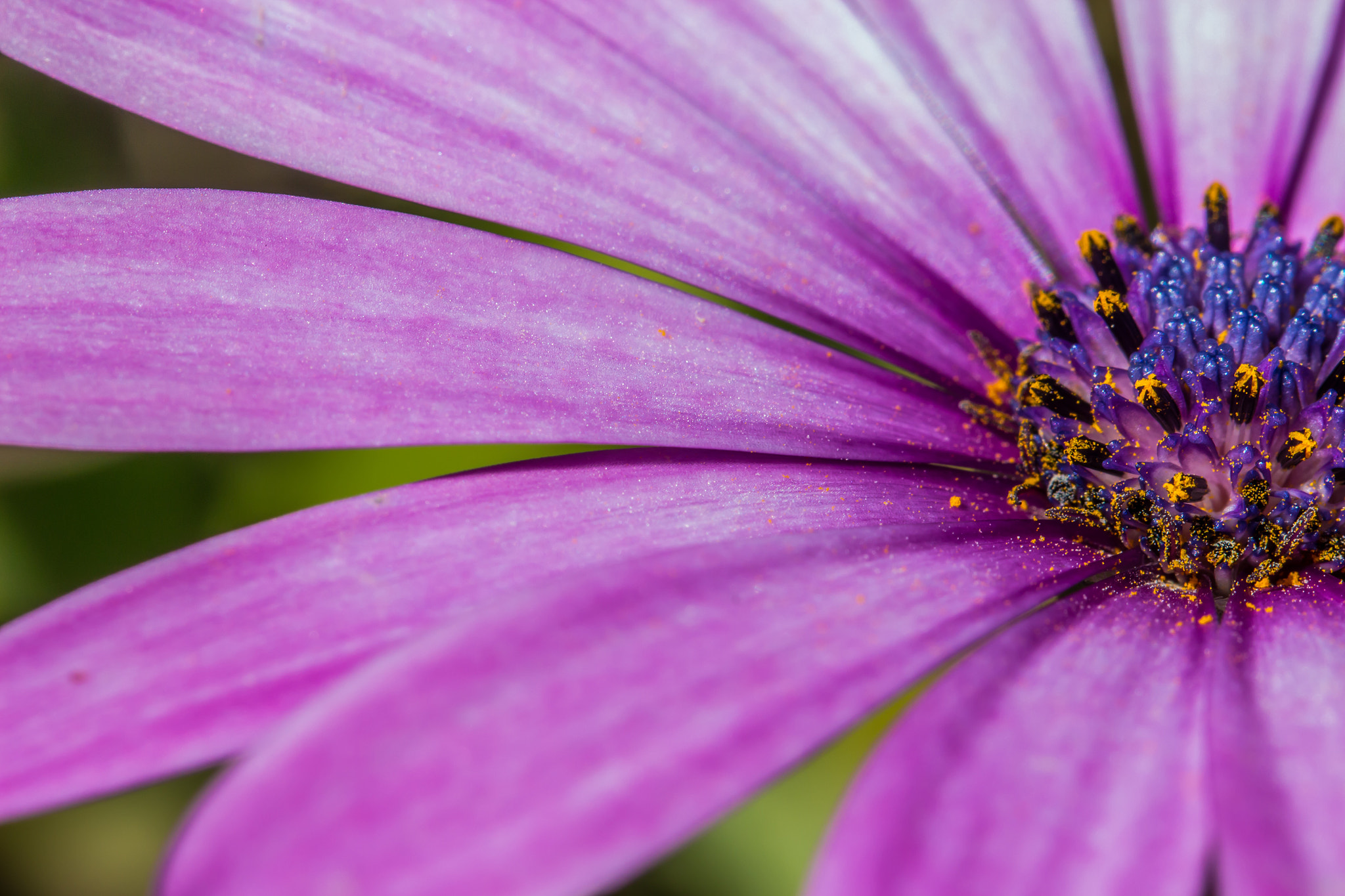 Canon EOS 100D (EOS Rebel SL1 / EOS Kiss X7) + Canon EF 100mm F2.8L Macro IS USM sample photo. Close view on a osteospermum photography