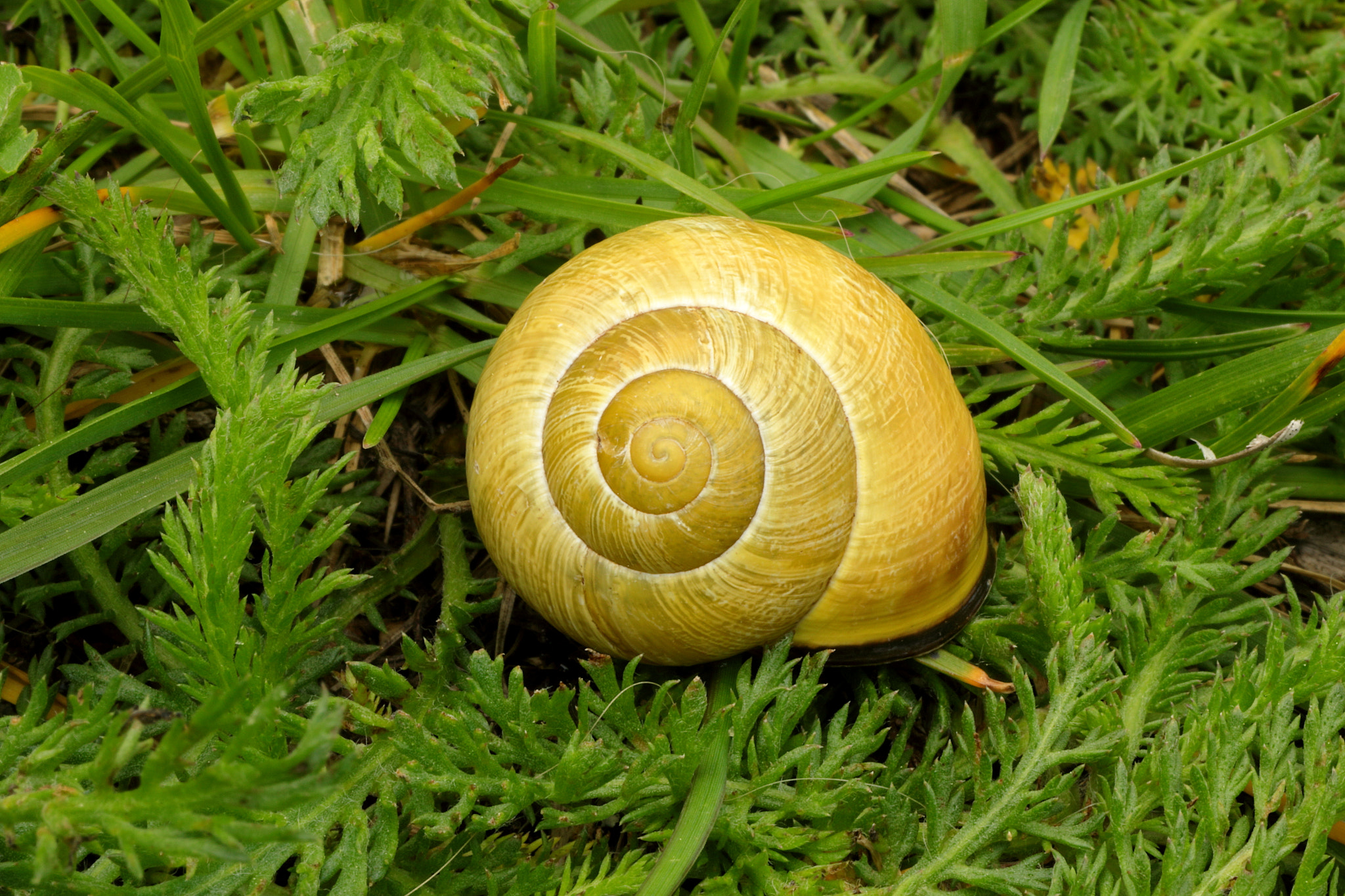 Canon EOS 70D + Canon EF 50mm F2.5 Macro sample photo. Cepaea nemoralis photography