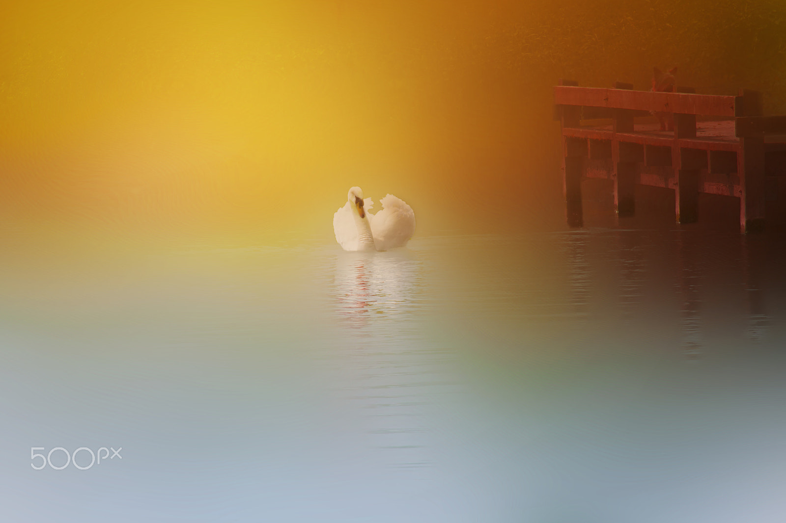 Nikon D600 sample photo. Lonely swan photography