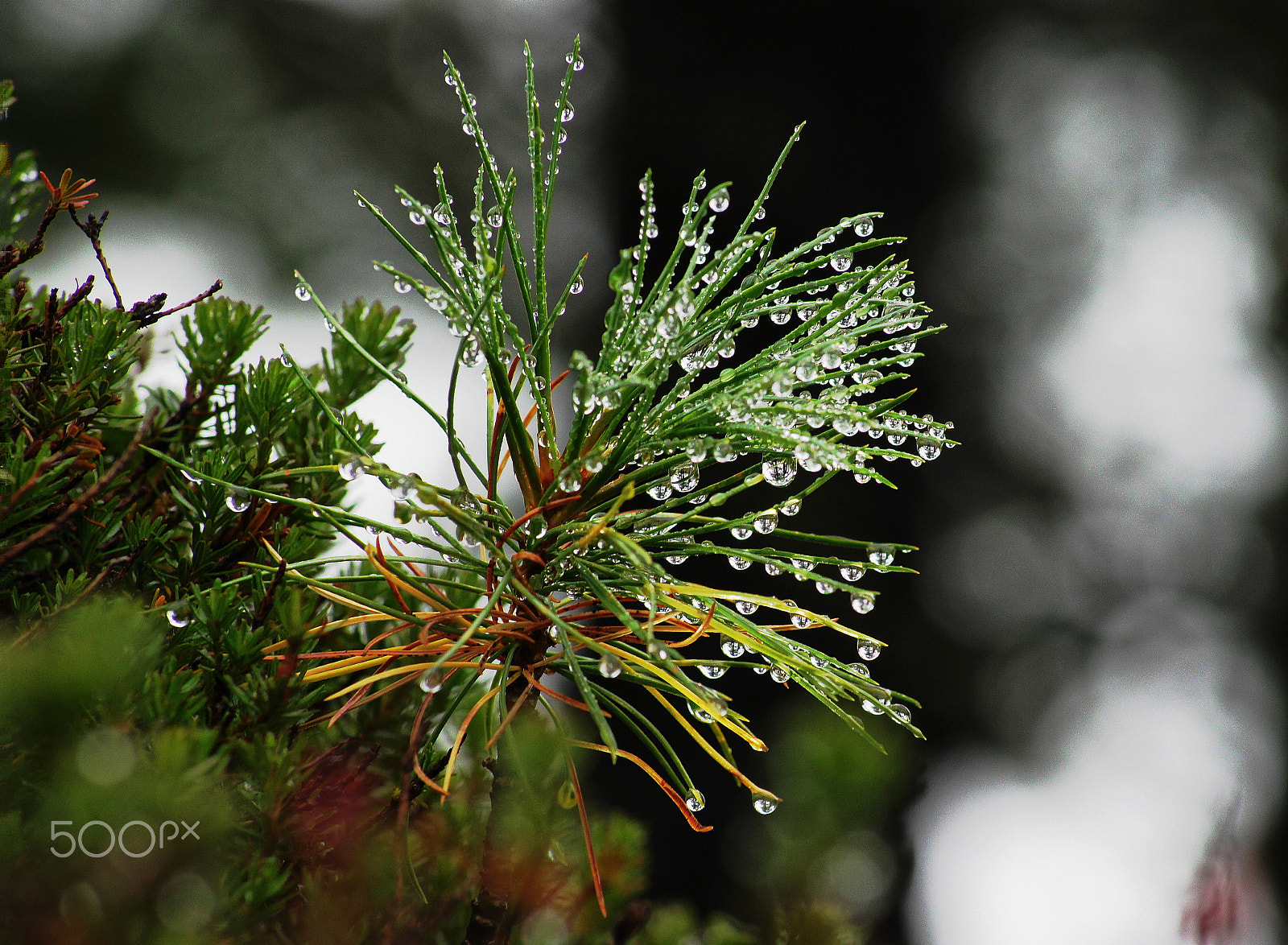 Sony DT 55-200mm F4-5.6 SAM sample photo. Капли горного короля - на здоровье! photography