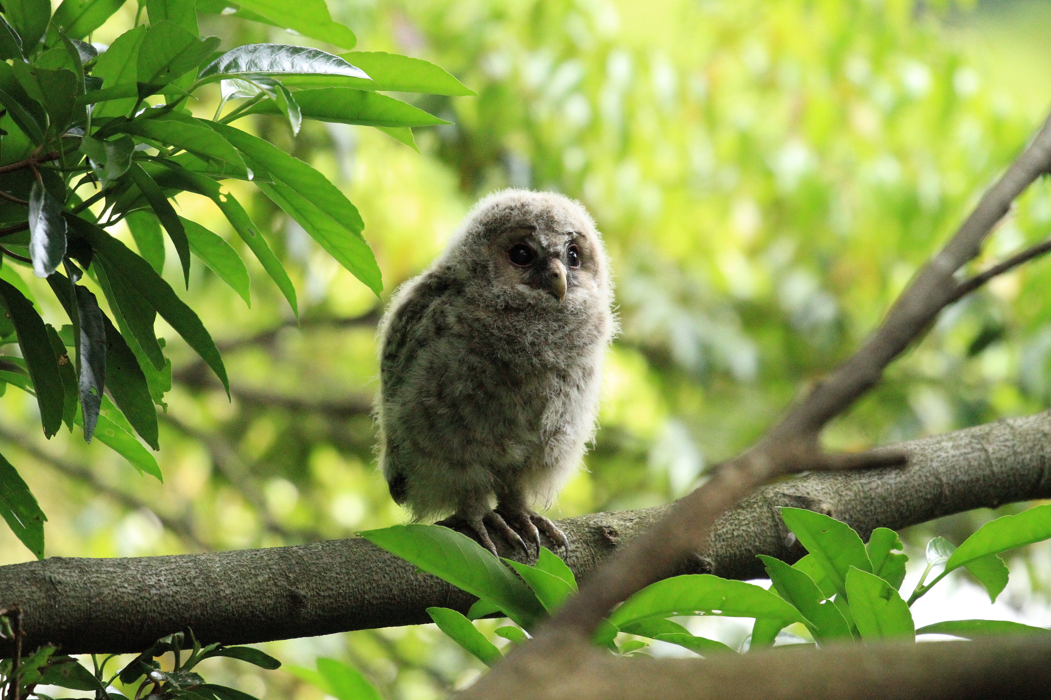 Canon EOS 7D + Canon EF 100-400mm F4.5-5.6L IS II USM sample photo. Owl  フクロウ幼鳥 photography